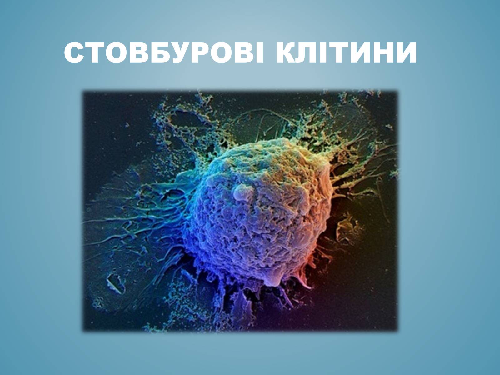 Презентація на тему «Стовбурові клітини» (варіант 3) - Слайд #1 Презентація на тему «Стовбурові клітини» (варіант 3) - Слайд #1