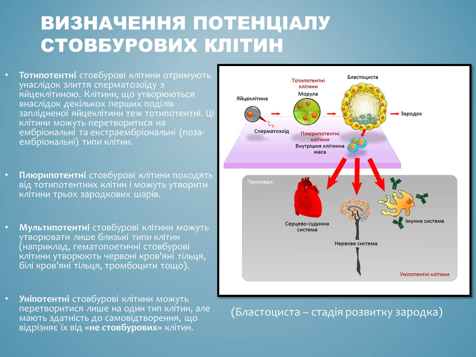 Презентація на тему «Стовбурові клітини» (варіант 3) - Слайд #4 Презентація на тему «Стовбурові клітини» (варіант 3) - Слайд #4