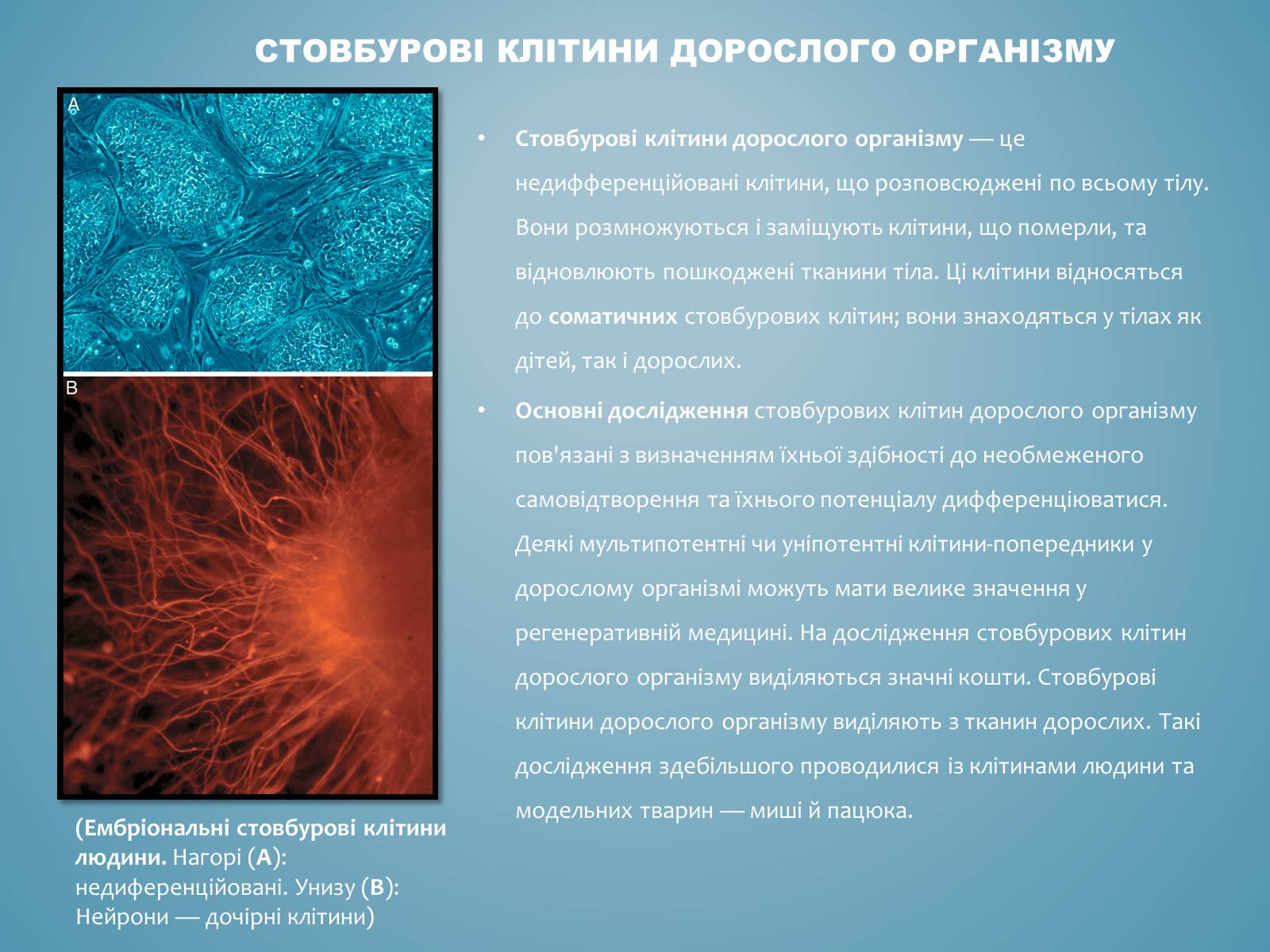 Презентація на тему «Стовбурові клітини» (варіант 3) - Слайд #5 Презентація на тему «Стовбурові клітини» (варіант 3) - Слайд #5