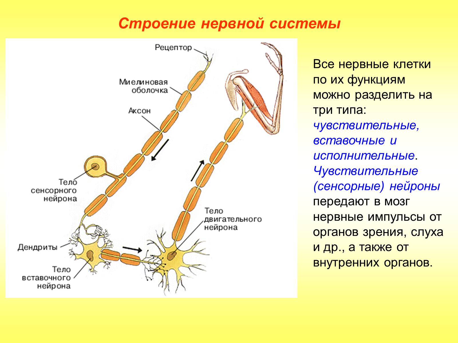 Презентація на тему «Регуляция функций. Строение нервной системы» - Слайд #11 Презентація на тему «Регуляция функций. Строение нервной системы» - Слайд #11