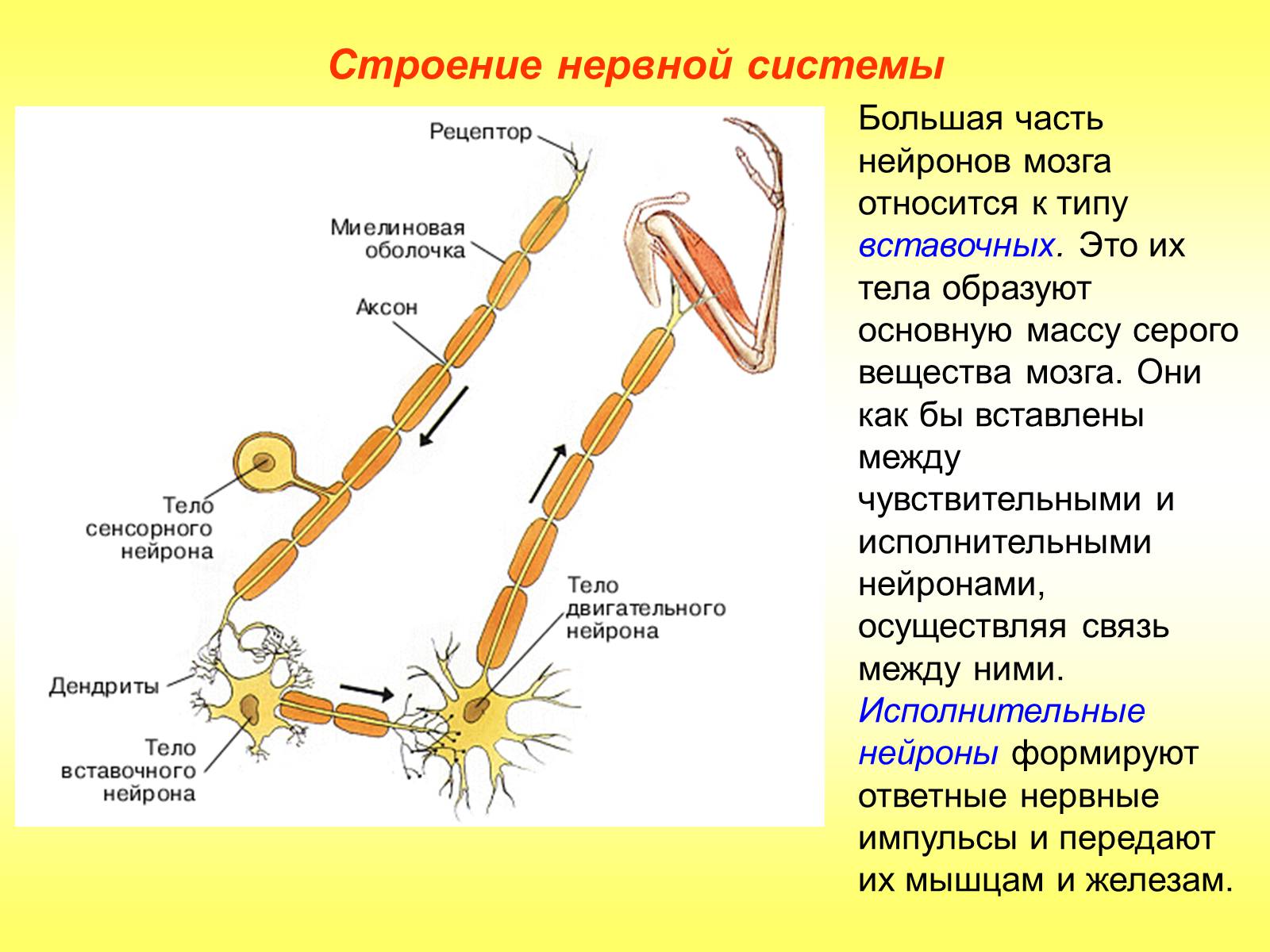 Презентація на тему «Регуляция функций. Строение нервной системы» - Слайд #12 Презентація на тему «Регуляция функций. Строение нервной системы» - Слайд #12