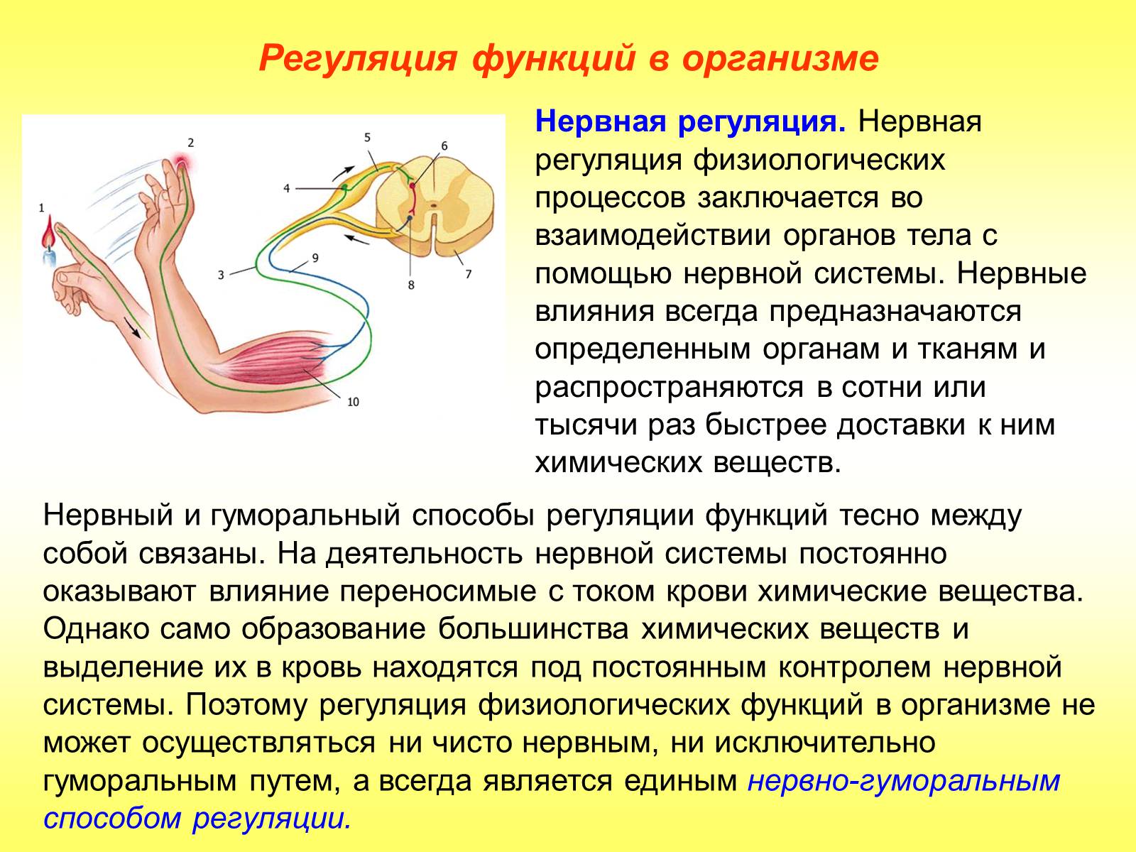 Презентація на тему «Регуляция функций. Строение нервной системы» - Слайд #4 Презентація на тему «Регуляция функций. Строение нервной системы» - Слайд #4