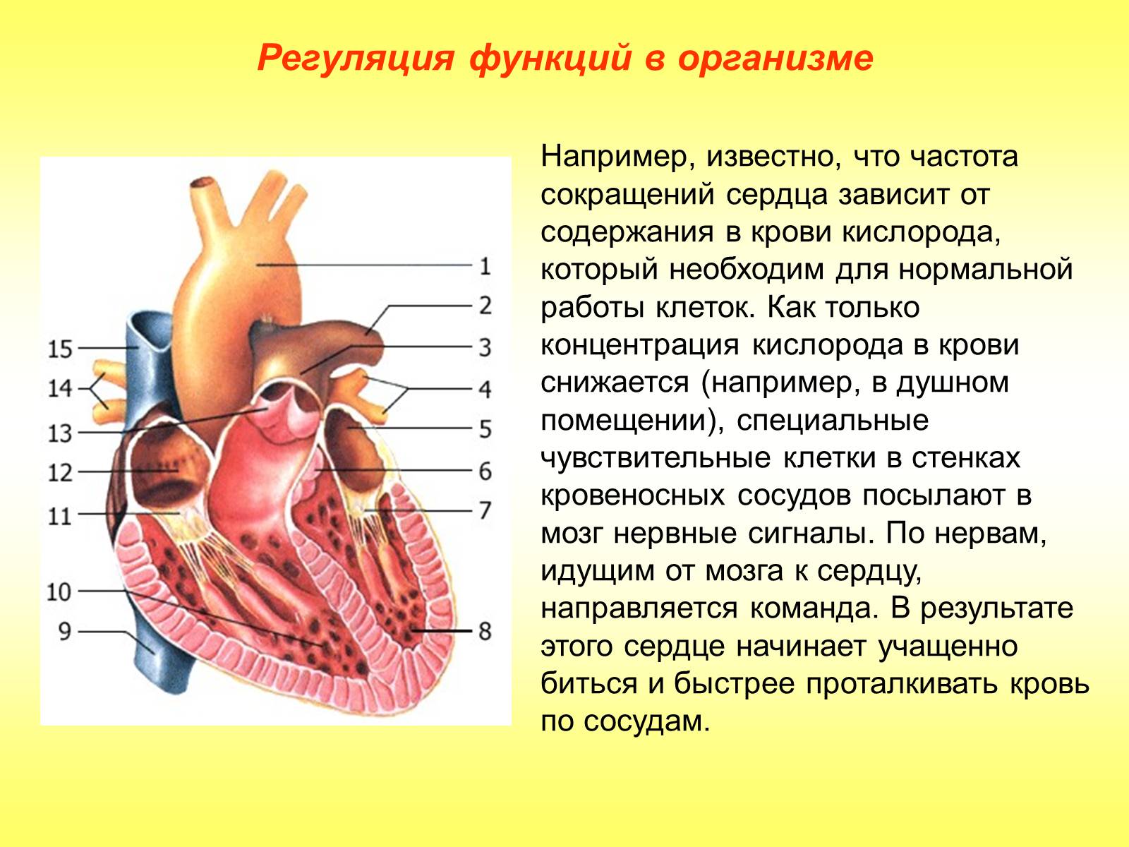Презентація на тему «Регуляция функций. Строение нервной системы» - Слайд #5 Презентація на тему «Регуляция функций. Строение нервной системы» - Слайд #5