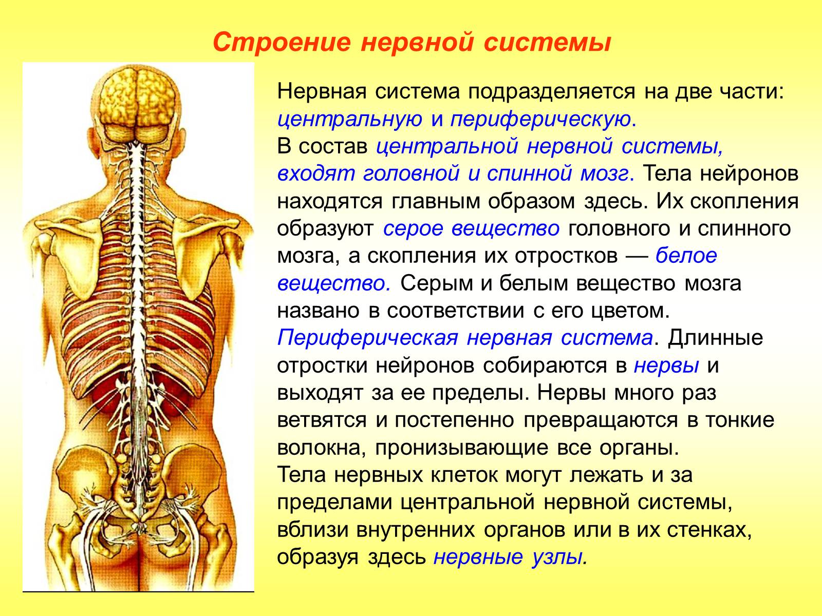 Презентація на тему «Регуляция функций. Строение нервной системы» - Слайд #7 Презентація на тему «Регуляция функций. Строение нервной системы» - Слайд #7
