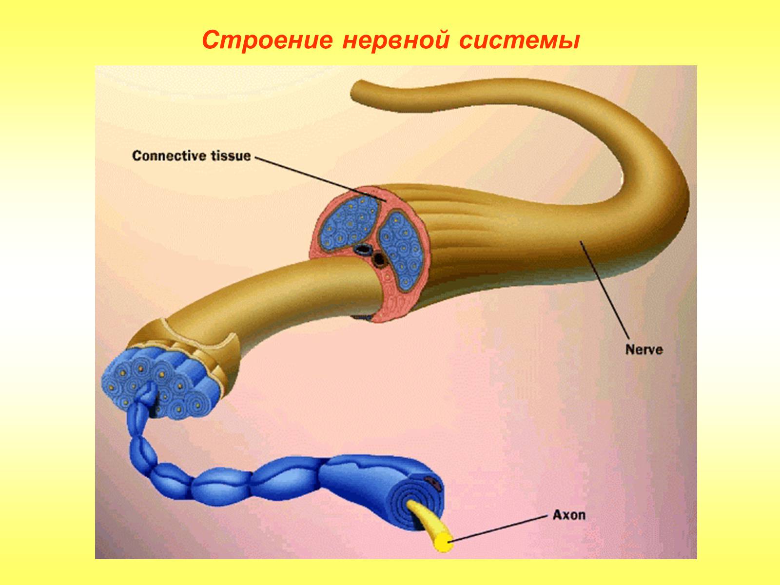 Презентація на тему «Регуляция функций. Строение нервной системы» - Слайд #8 Презентація на тему «Регуляция функций. Строение нервной системы» - Слайд #8