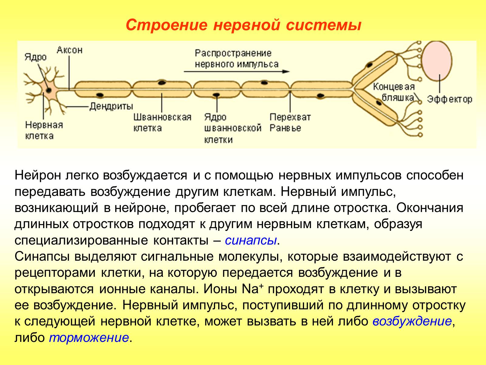 Презентація на тему «Регуляция функций. Строение нервной системы» - Слайд #9 Презентація на тему «Регуляция функций. Строение нервной системы» - Слайд #9