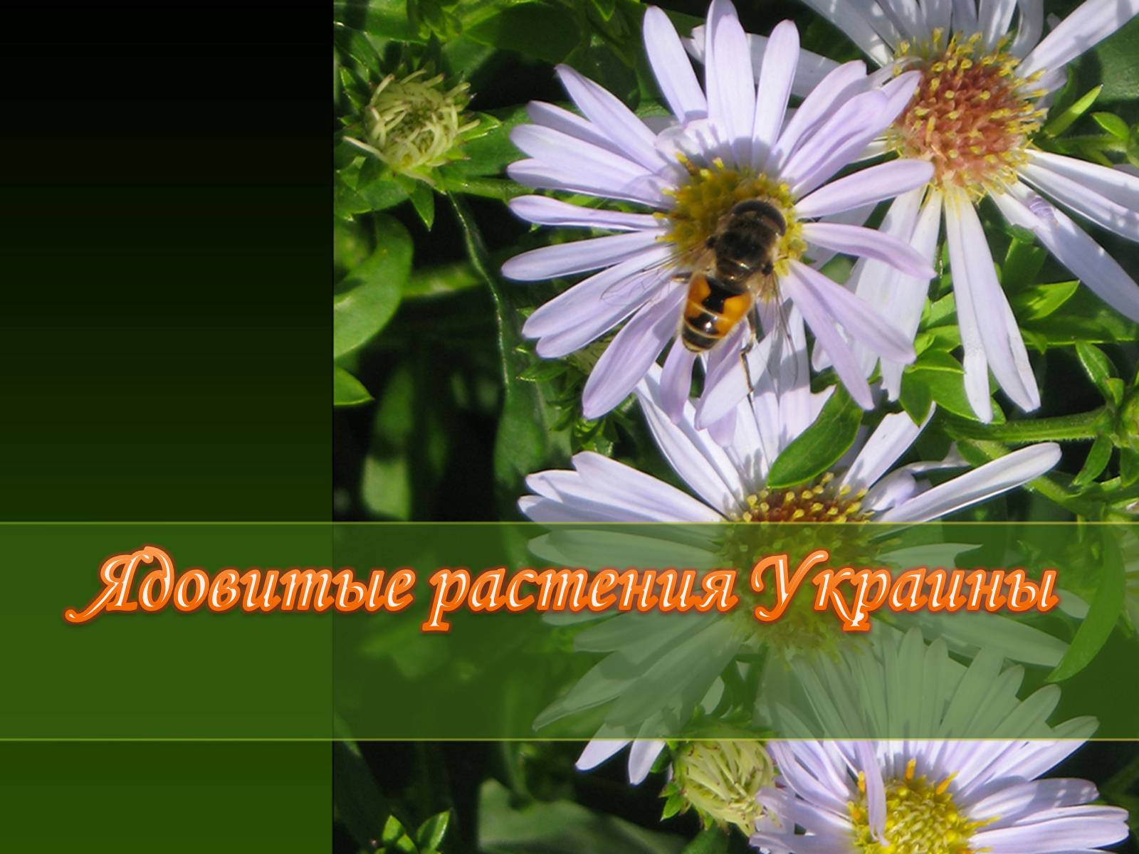 Презентація на тему «Ядовитые растения Украины» - Слайд #1 Презентація на тему «Ядовитые растения Украины» - Слайд #1