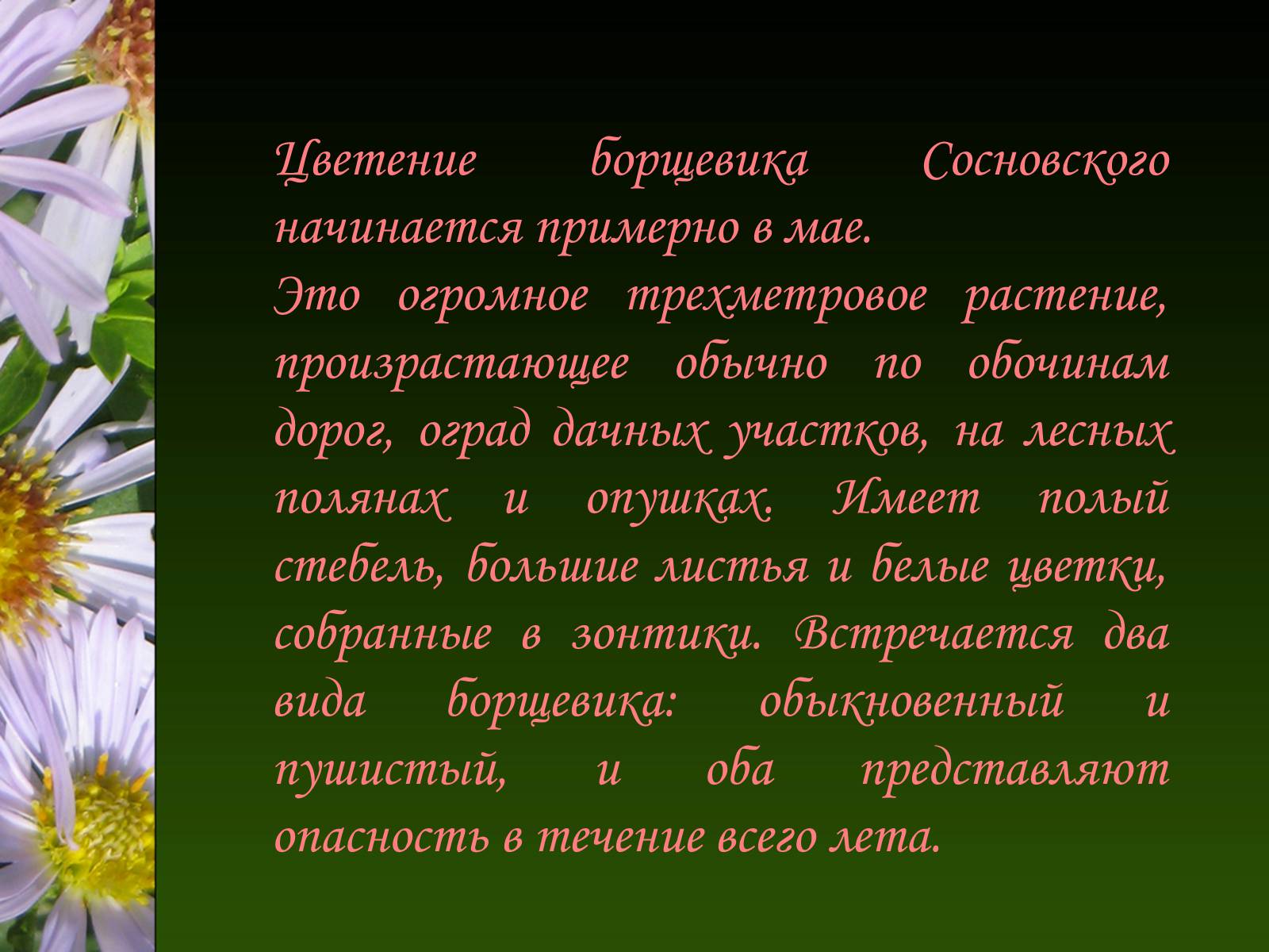 Презентація на тему «Ядовитые растения Украины» - Слайд #4 Презентація на тему «Ядовитые растения Украины» - Слайд #4