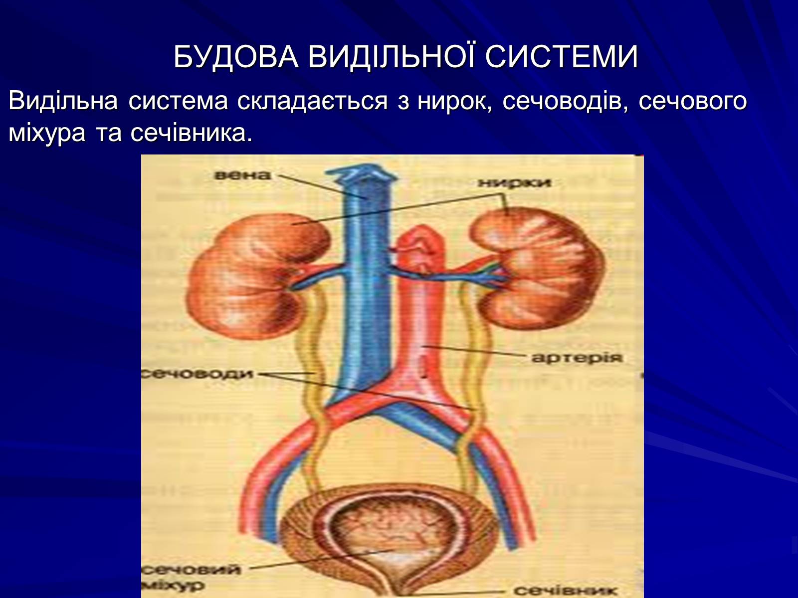 Презентація на тему «Будова видільної системи» - Слайд #1 Презентація на тему «Будова видільної системи» - Слайд #1