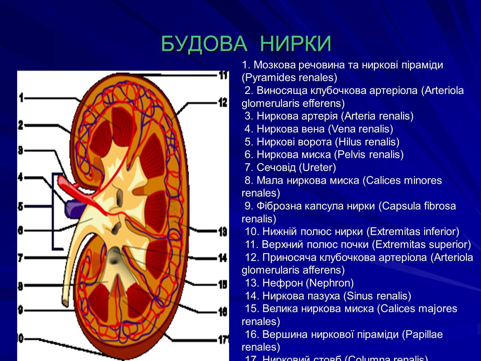 Презентація на тему «Будова видільної системи» - Слайд #2 Презентація на тему «Будова видільної системи» - Слайд #2