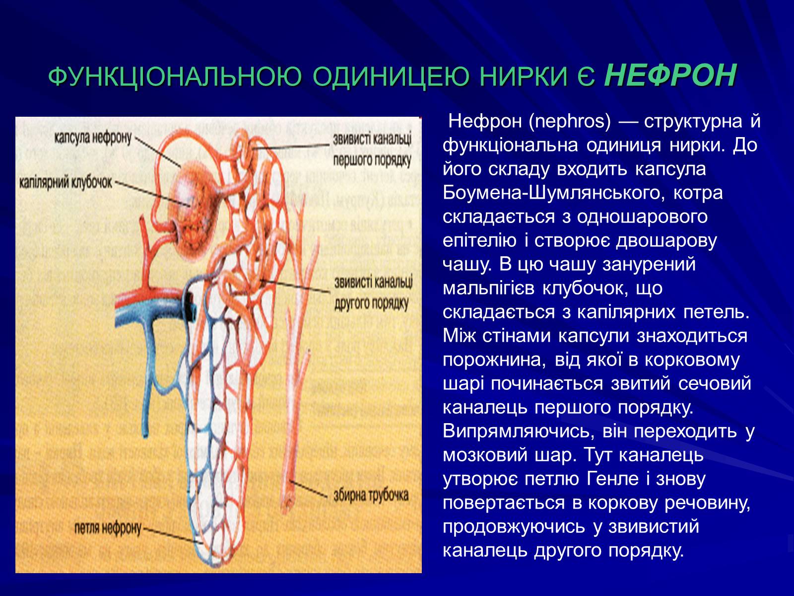 Презентація на тему «Будова видільної системи» - Слайд #3 Презентація на тему «Будова видільної системи» - Слайд #3