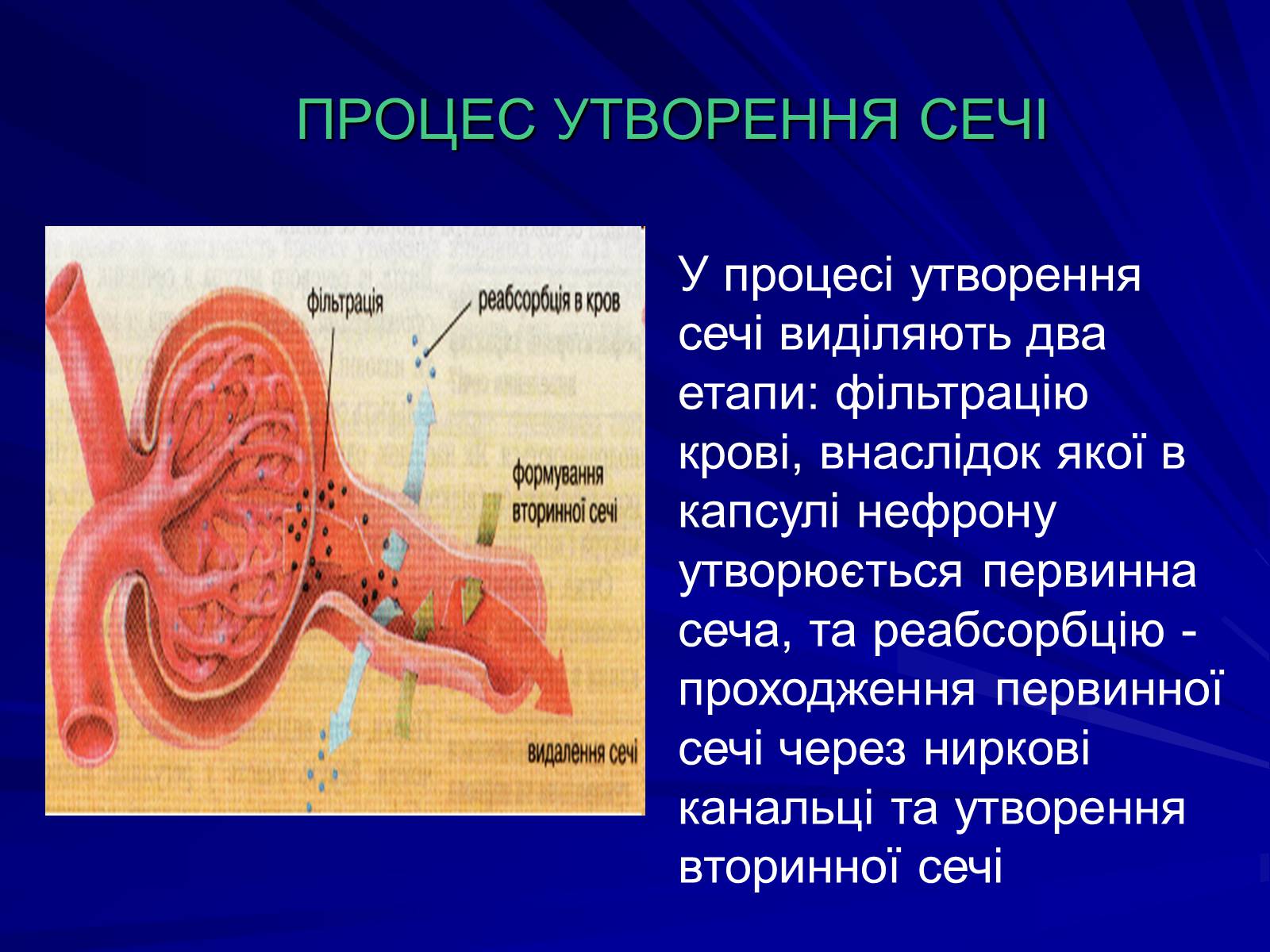 Презентація на тему «Будова видільної системи» - Слайд #4 Презентація на тему «Будова видільної системи» - Слайд #4