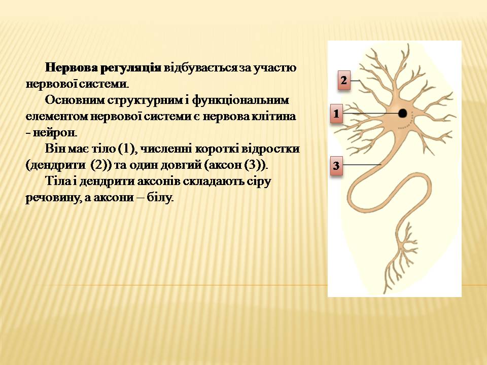Презентація на тему «Нервова регуляція» (варіант 2) - Слайд #2 Презентація на тему «Нервова регуляція» (варіант 2) - Слайд #2