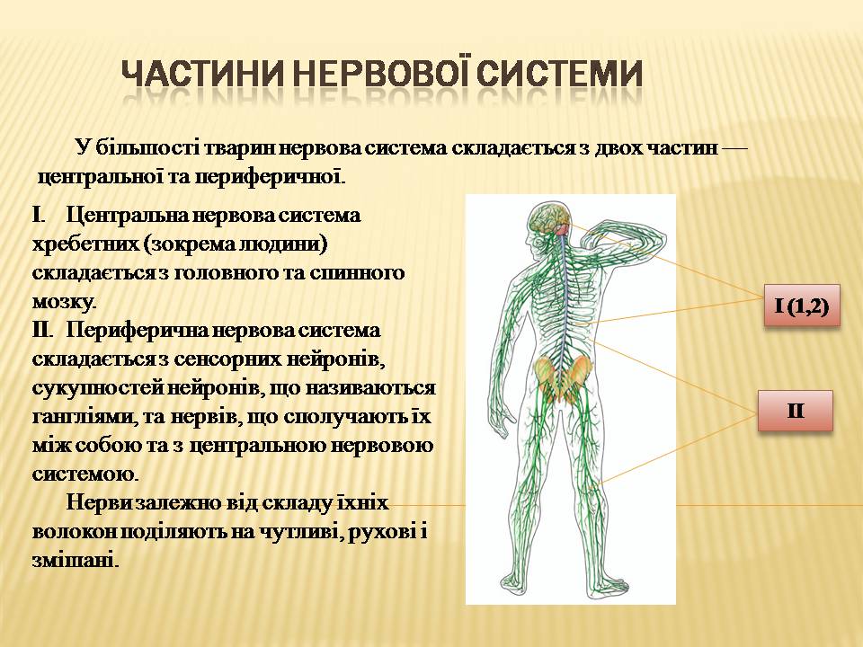 Презентація на тему «Нервова регуляція» (варіант 2) - Слайд #4 Презентація на тему «Нервова регуляція» (варіант 2) - Слайд #4