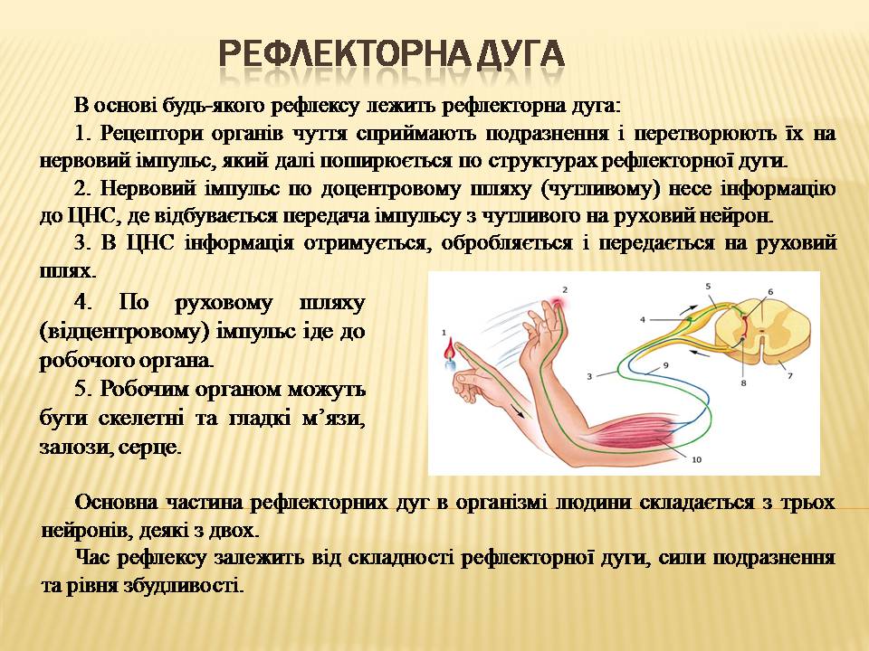 Презентація на тему «Нервова регуляція» (варіант 2) - Слайд #6 Презентація на тему «Нервова регуляція» (варіант 2) - Слайд #6