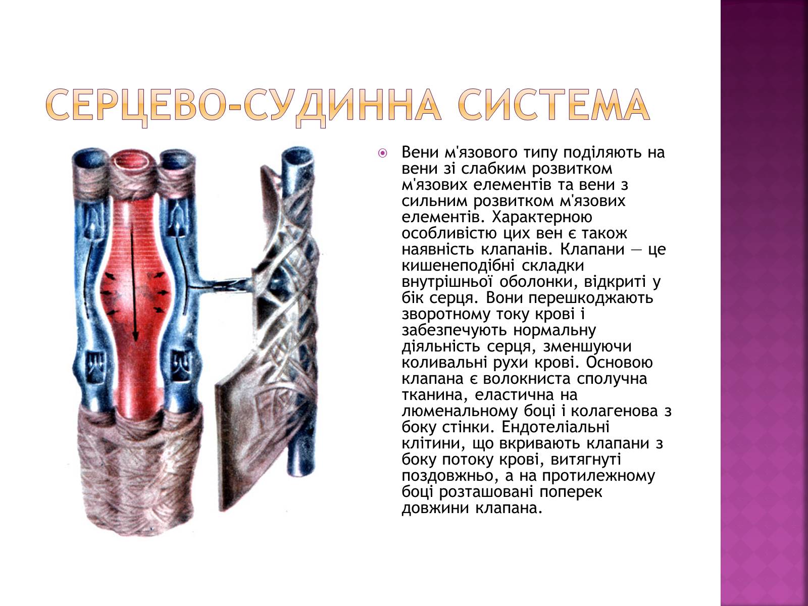 Презентація на тему «Хвороби серцево-судинної системи» (варіант 2) - Слайд #10 Презентація на тему «Хвороби серцево-судинної системи» (варіант 2) - Слайд #10
