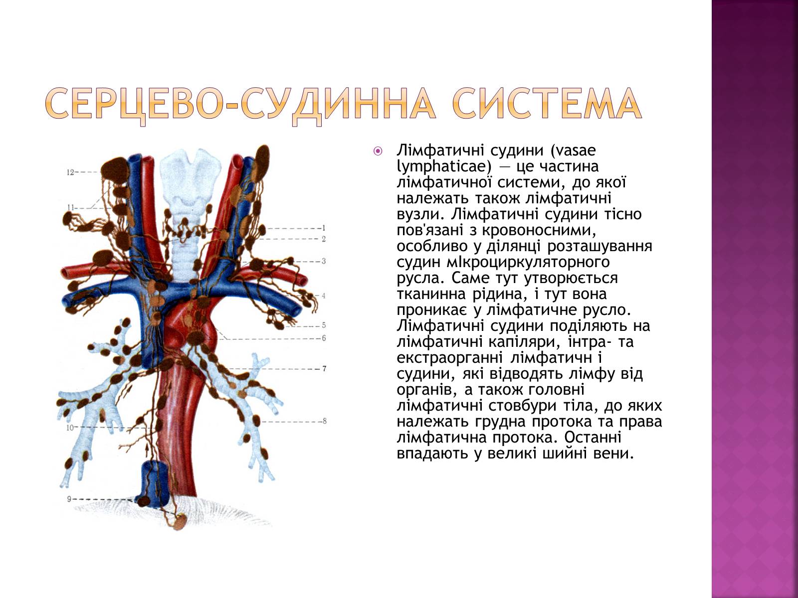 Презентація на тему «Хвороби серцево-судинної системи» (варіант 2) - Слайд #11 Презентація на тему «Хвороби серцево-судинної системи» (варіант 2) - Слайд #11