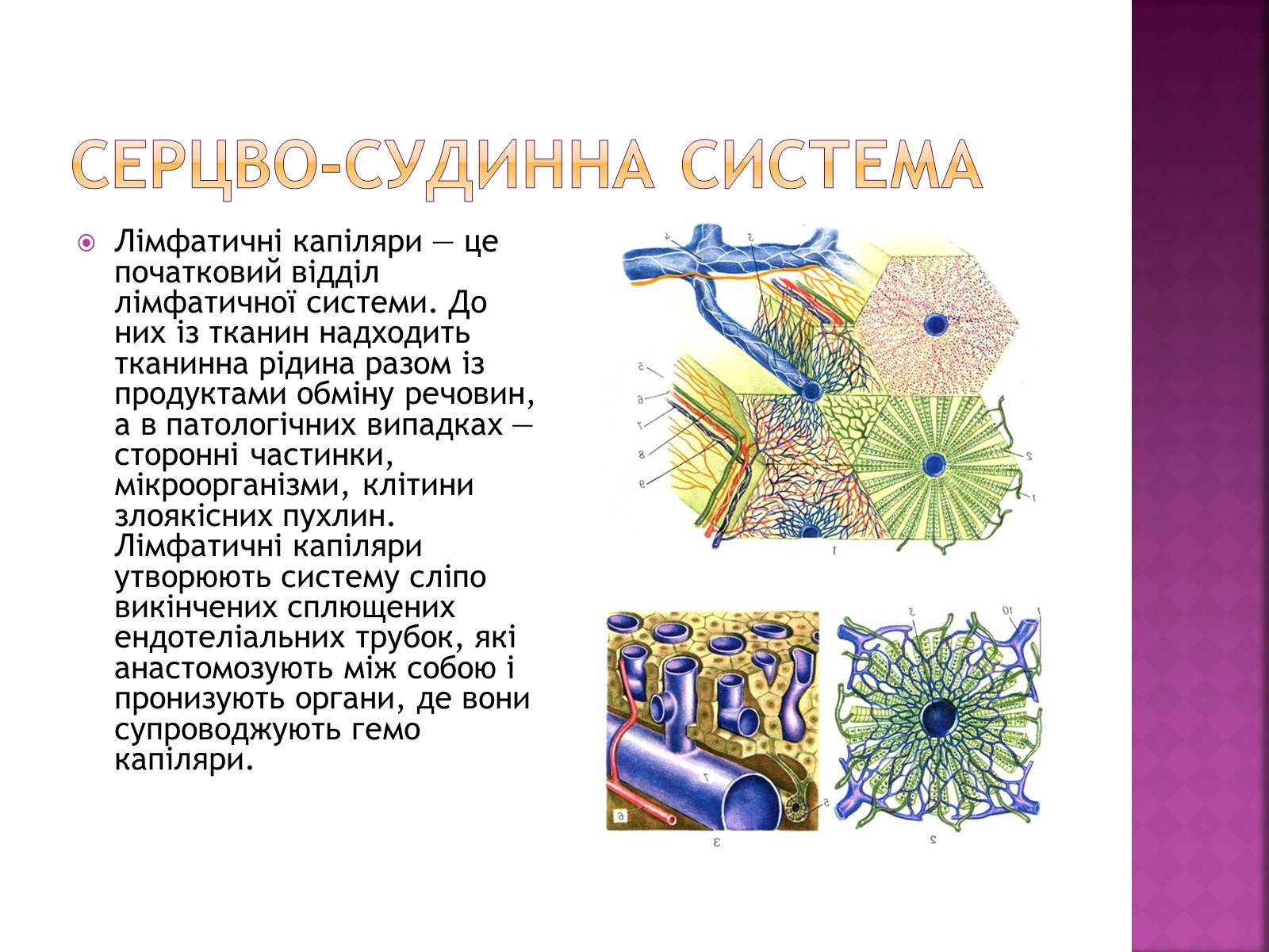 Презентація на тему «Хвороби серцево-судинної системи» (варіант 2) - Слайд #12 Презентація на тему «Хвороби серцево-судинної системи» (варіант 2) - Слайд #12