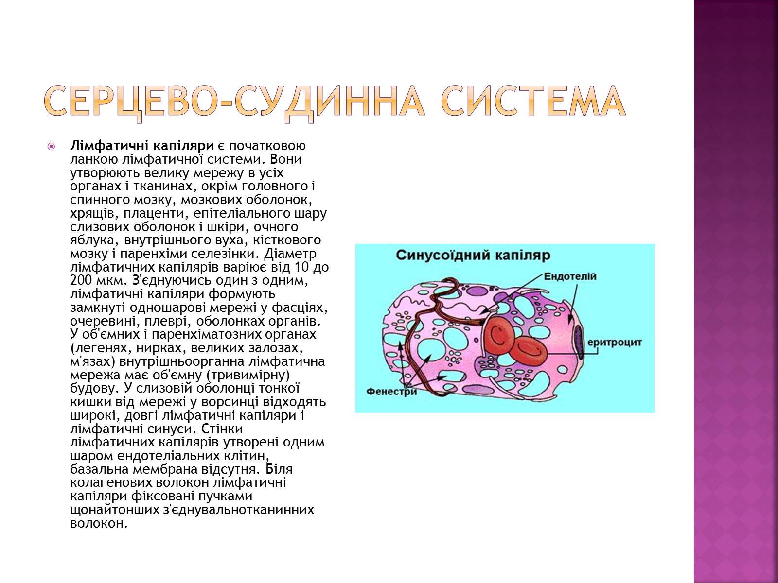 Презентація на тему «Хвороби серцево-судинної системи» (варіант 2) - Слайд #13 Презентація на тему «Хвороби серцево-судинної системи» (варіант 2) - Слайд #13