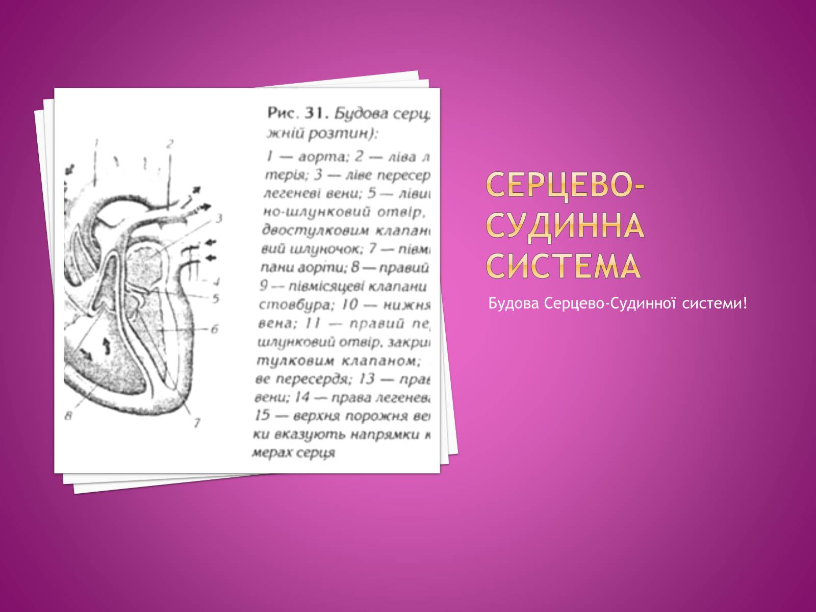Презентація на тему «Хвороби серцево-судинної системи» (варіант 2) - Слайд #28 Презентація на тему «Хвороби серцево-судинної системи» (варіант 2) - Слайд #28