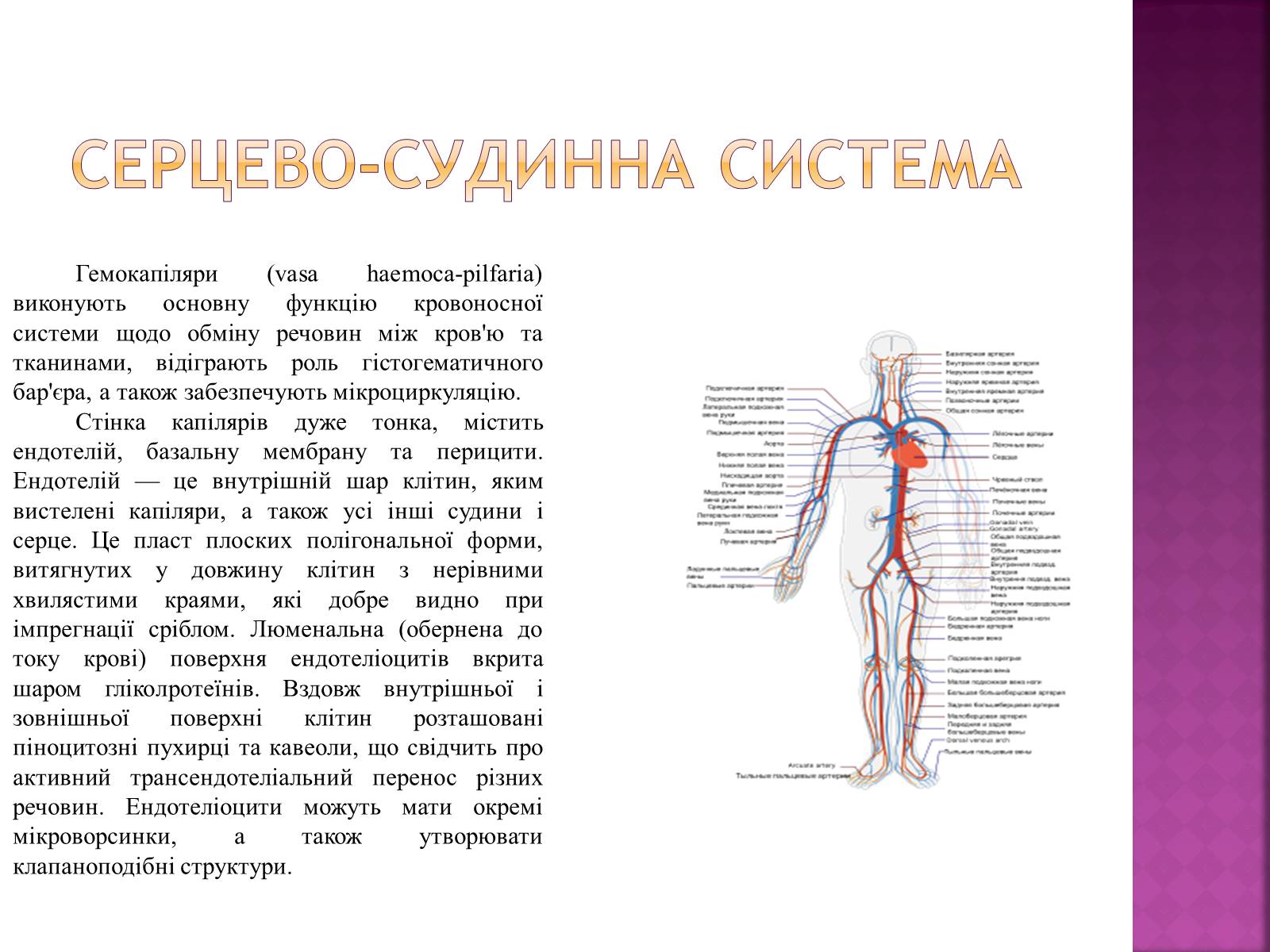 Презентація на тему «Хвороби серцево-судинної системи» (варіант 2) - Слайд #3 Презентація на тему «Хвороби серцево-судинної системи» (варіант 2) - Слайд #3