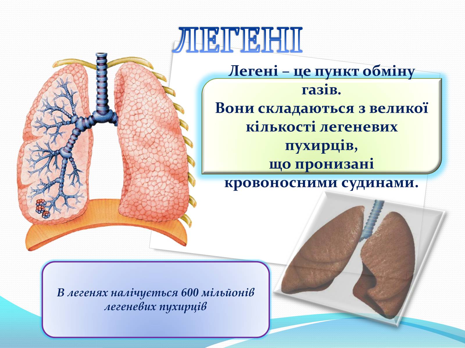 Презентація на тему «Дихання» (варіант 2) - Слайд #10 Презентація на тему «Дихання» (варіант 2) - Слайд #10
