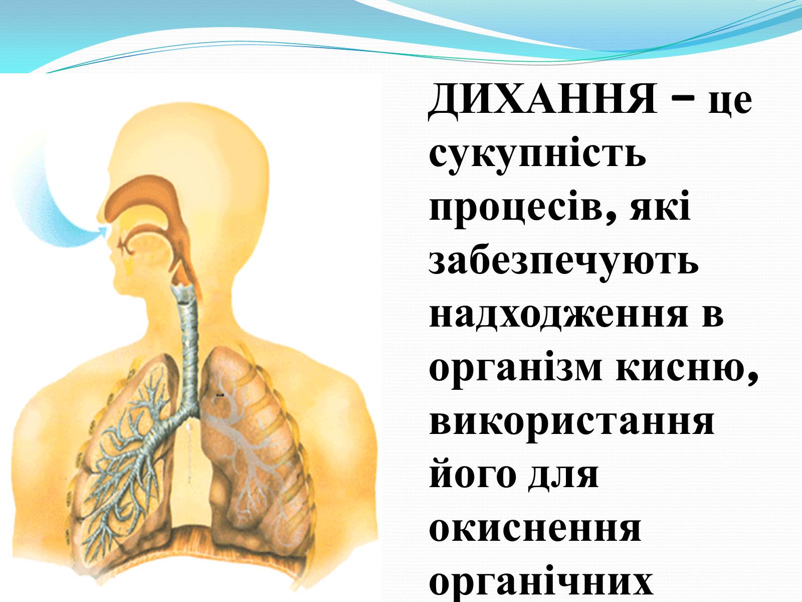 Презентація на тему «Дихання» (варіант 2) - Слайд #2 Презентація на тему «Дихання» (варіант 2) - Слайд #2