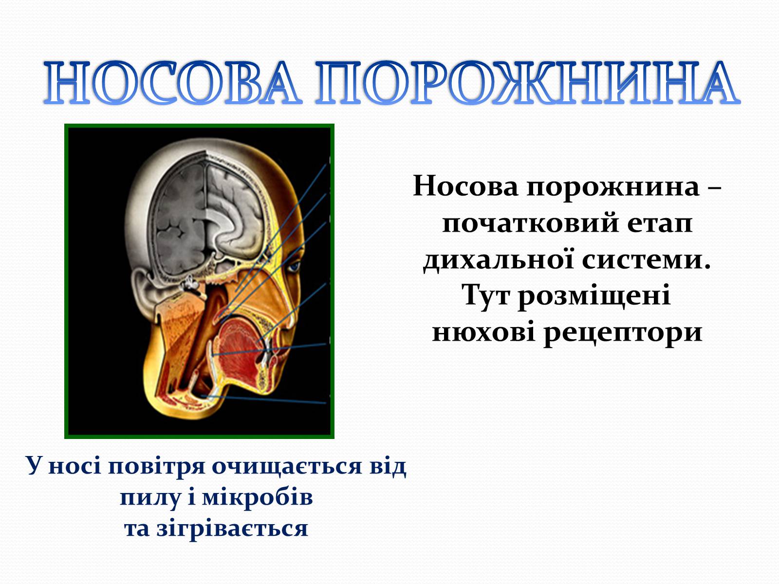 Презентація на тему «Дихання» (варіант 2) - Слайд #7 Презентація на тему «Дихання» (варіант 2) - Слайд #7