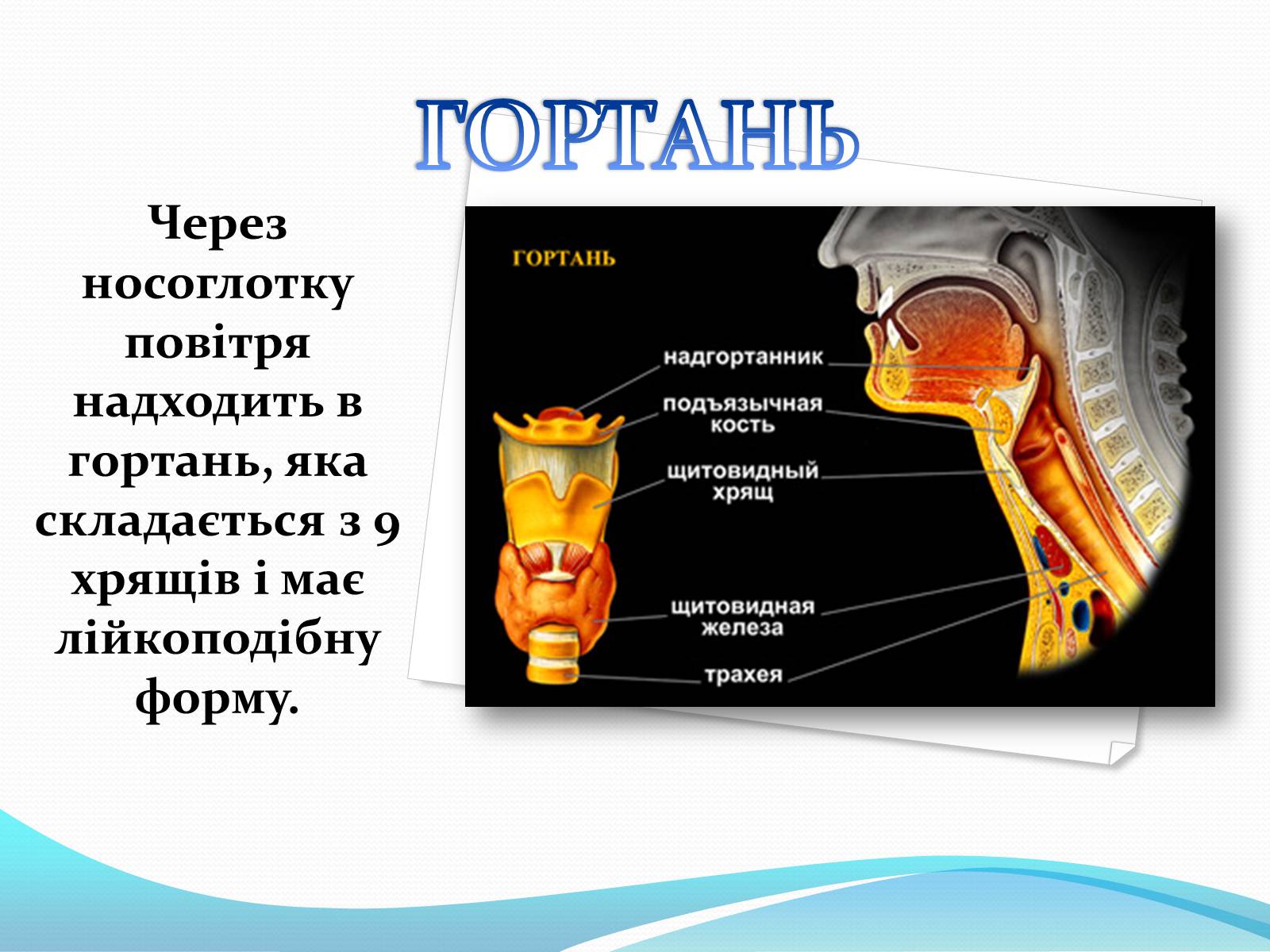 Презентація на тему «Дихання» (варіант 2) - Слайд #8 Презентація на тему «Дихання» (варіант 2) - Слайд #8