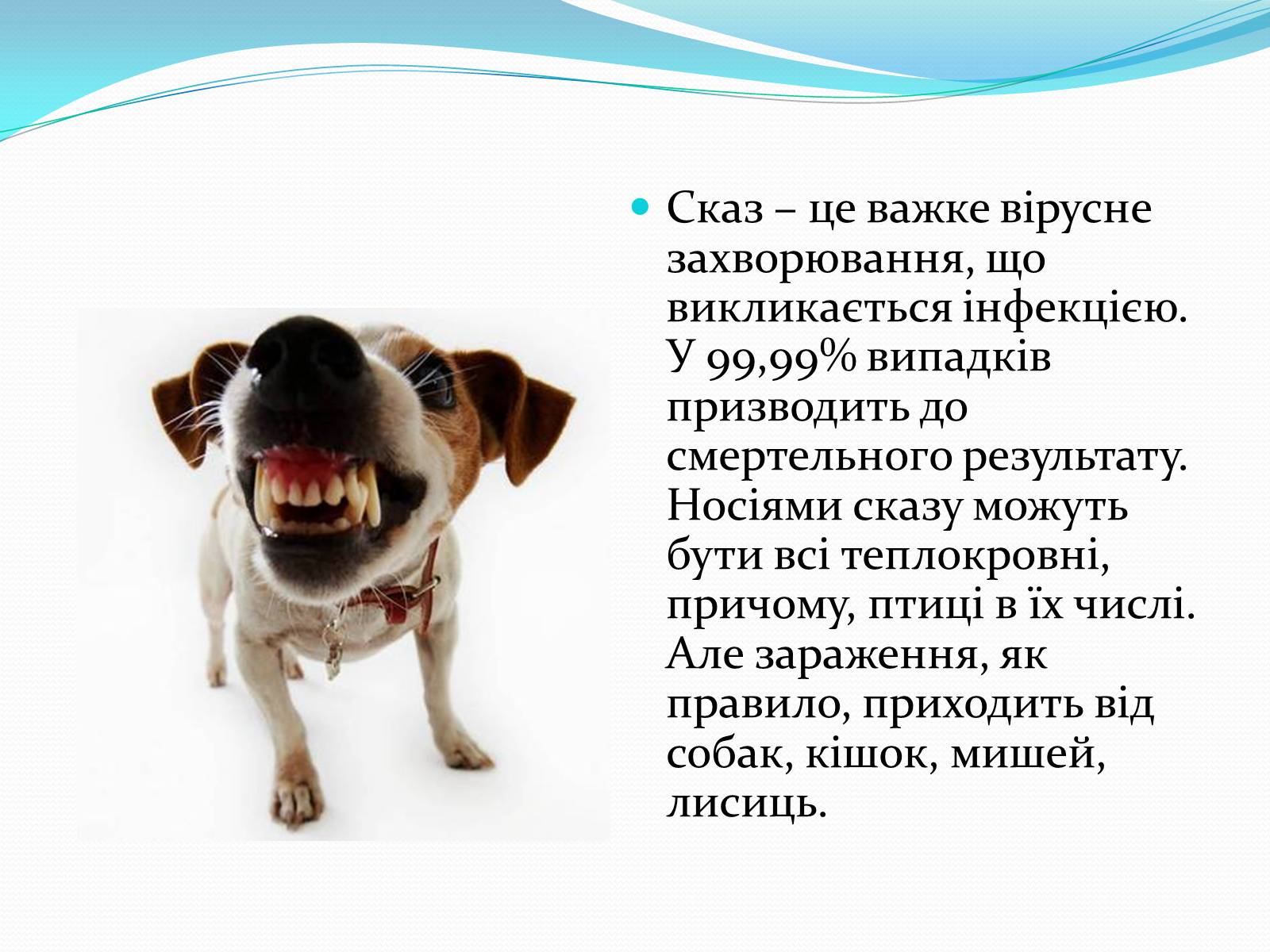 Презентація на тему «Укуси комах» - Слайд #13 Презентація на тему «Укуси комах» - Слайд #13