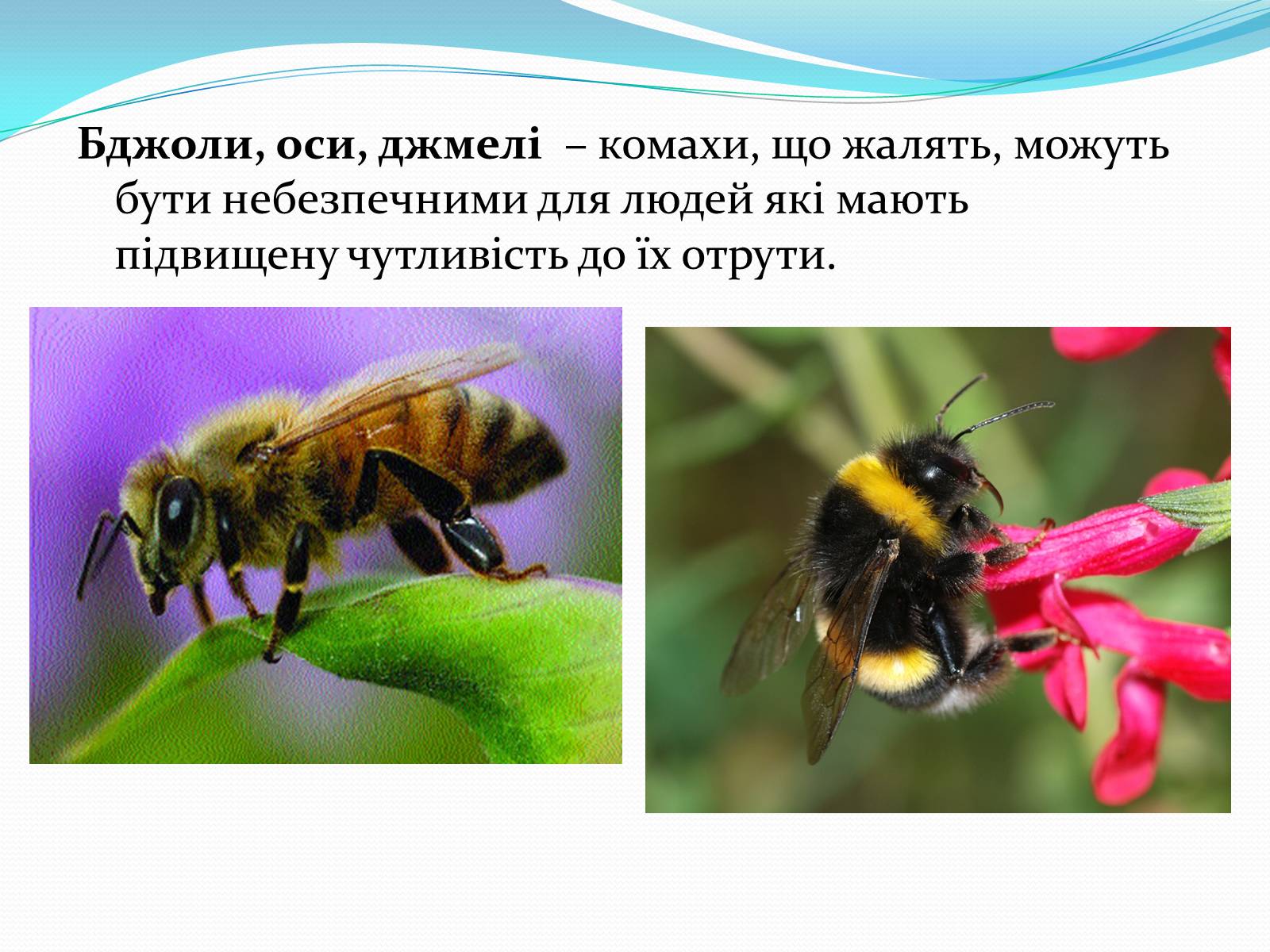 Презентація на тему «Укуси комах» - Слайд #3 Презентація на тему «Укуси комах» - Слайд #3