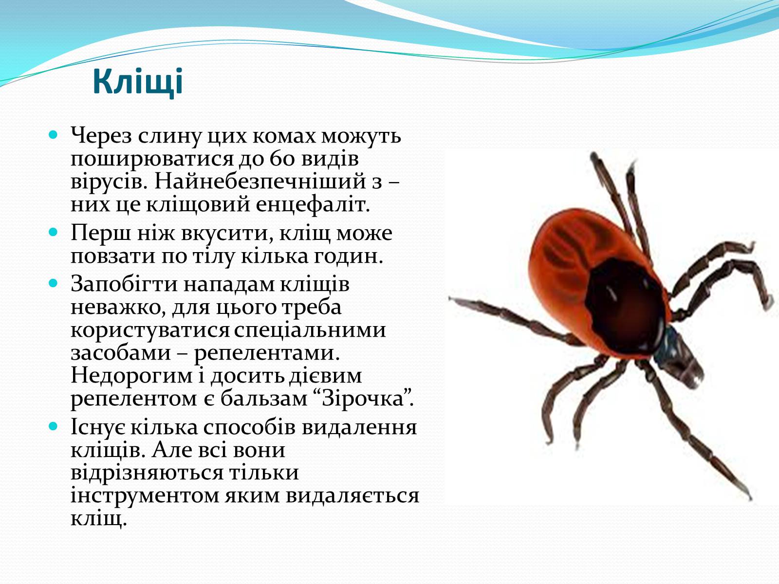Презентація на тему «Укуси комах» - Слайд #6 Презентація на тему «Укуси комах» - Слайд #6