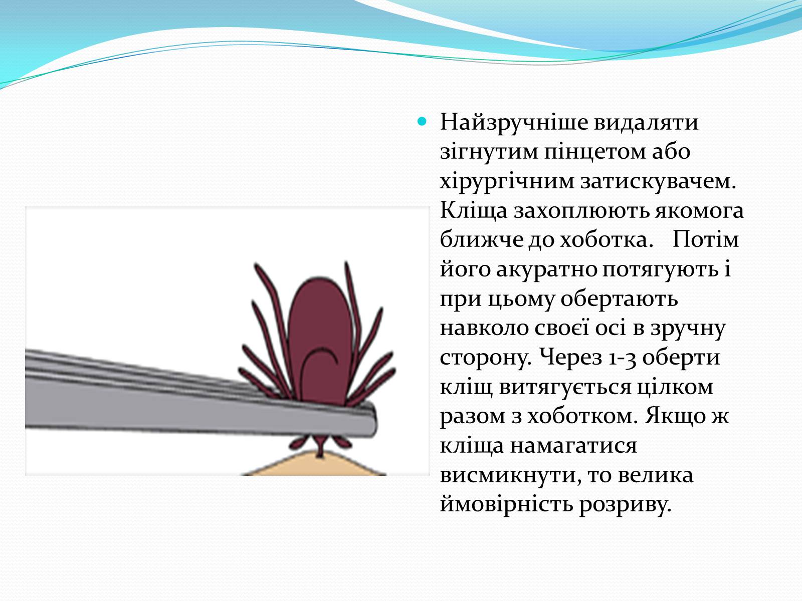 Презентація на тему «Укуси комах» - Слайд #7 Презентація на тему «Укуси комах» - Слайд #7