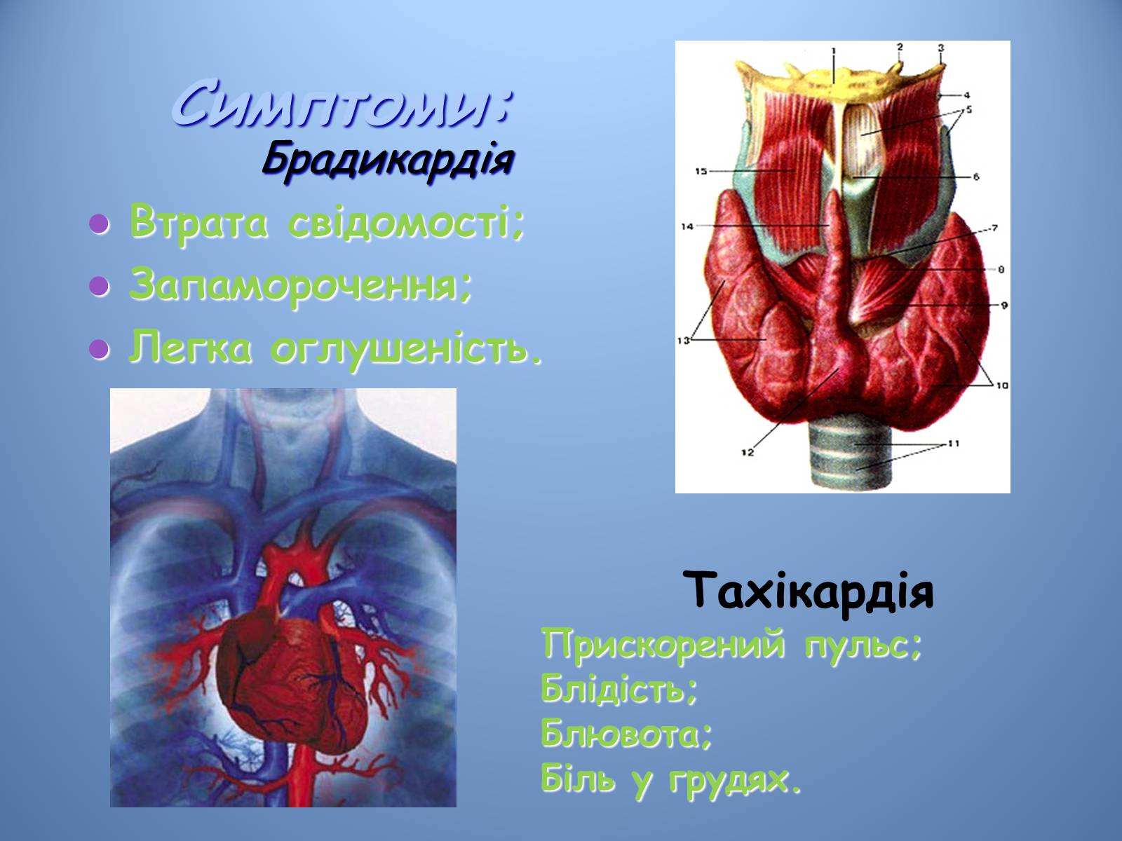 Презентація на тему «Порушення діяльності серцево-судинної системи» - Слайд #12 Презентація на тему «Порушення діяльності серцево-судинної системи» - Слайд #12