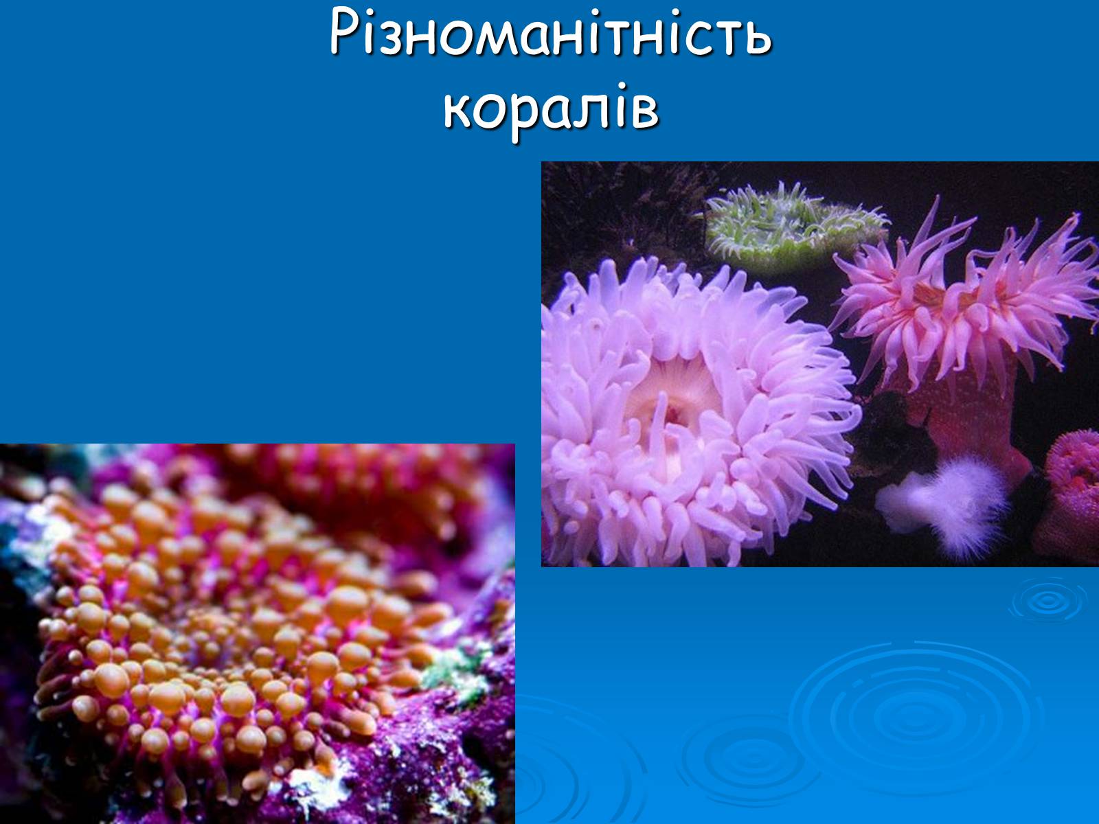 Презентація на тему «Коралові поліпи» - Слайд #10 Презентація на тему «Коралові поліпи» - Слайд #10
