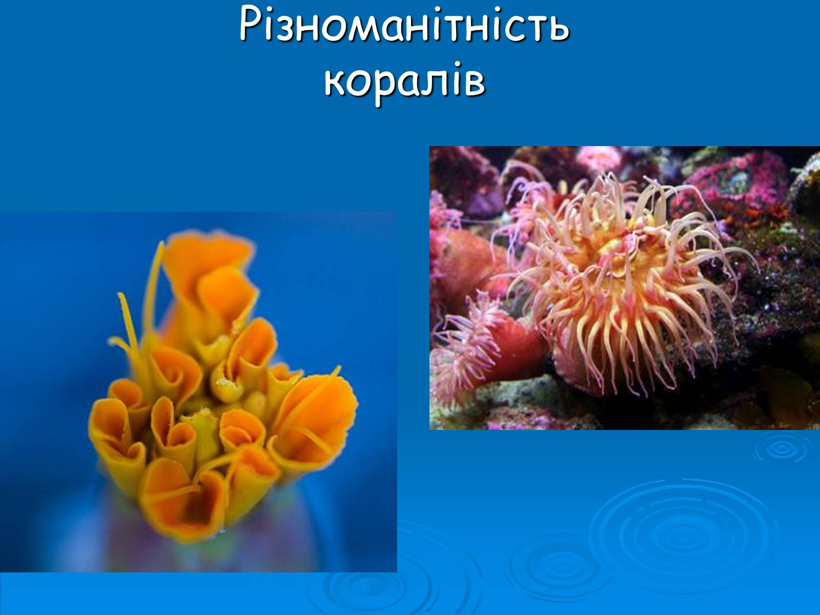Презентація на тему «Коралові поліпи» - Слайд #11 Презентація на тему «Коралові поліпи» - Слайд #11