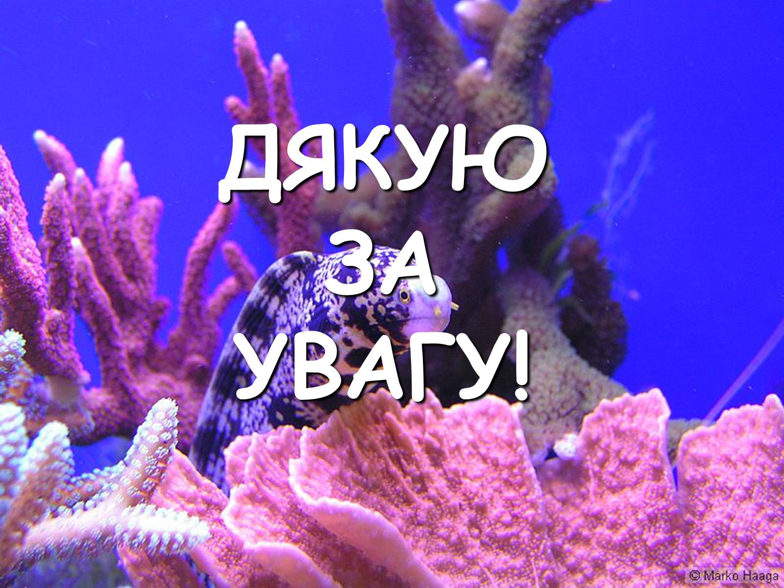Презентація на тему «Коралові поліпи» - Слайд #12 Презентація на тему «Коралові поліпи» - Слайд #12