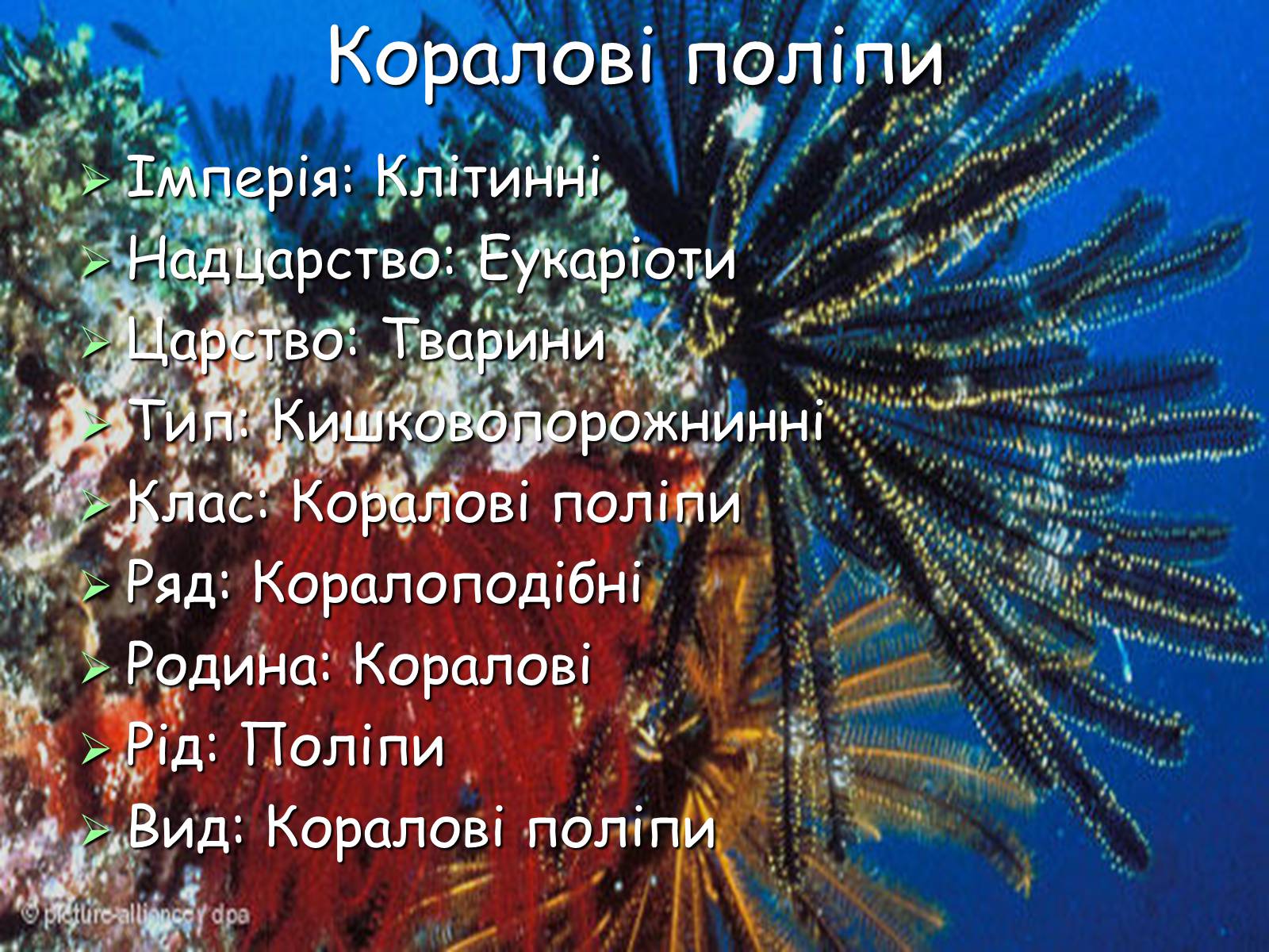 Презентація на тему «Коралові поліпи» - Слайд #2 Презентація на тему «Коралові поліпи» - Слайд #2