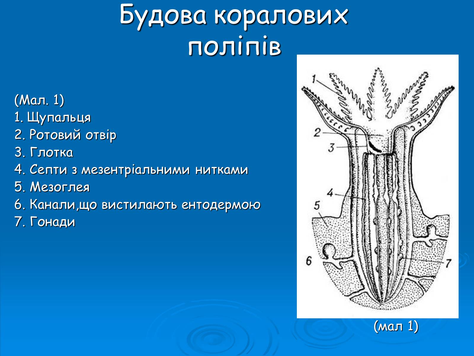 Презентація на тему «Коралові поліпи» - Слайд #3 Презентація на тему «Коралові поліпи» - Слайд #3