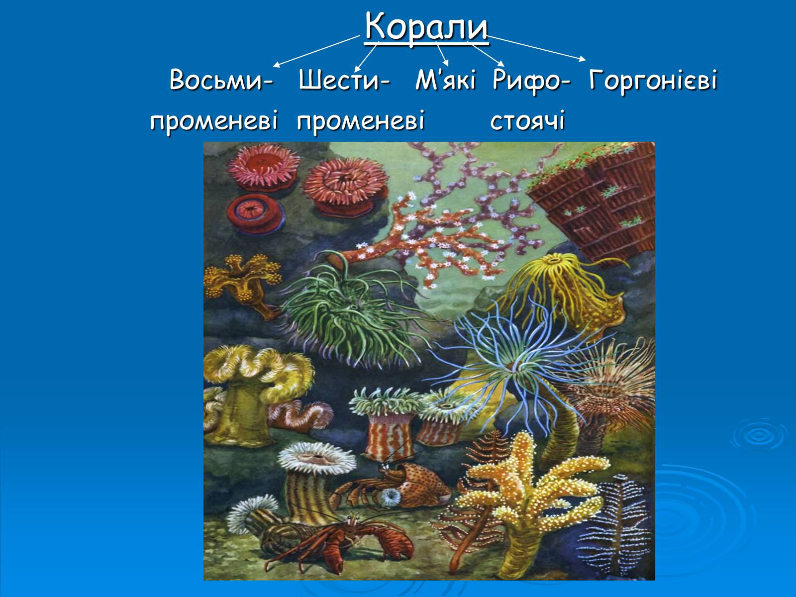 Презентація на тему «Коралові поліпи» - Слайд #4 Презентація на тему «Коралові поліпи» - Слайд #4