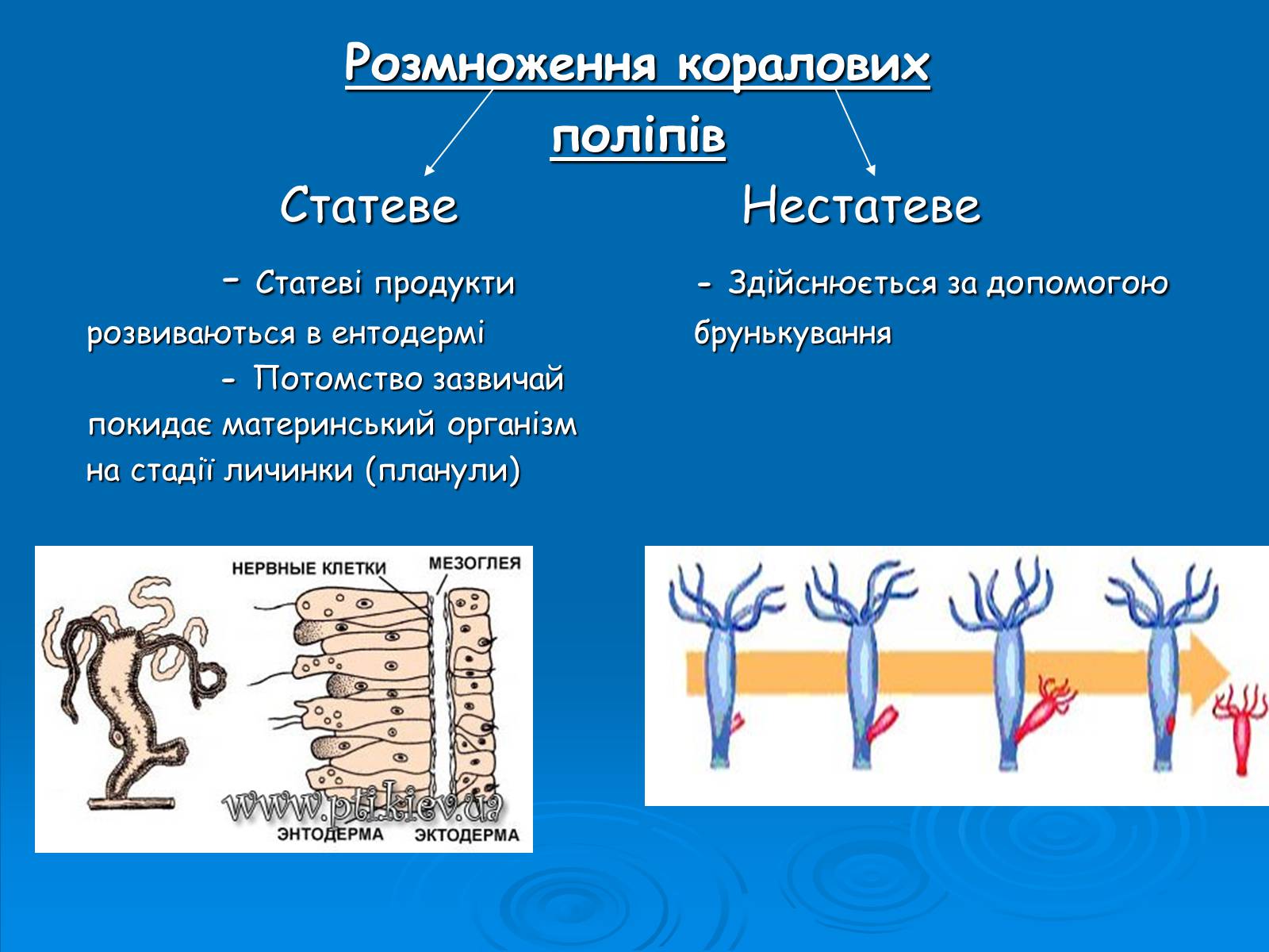Презентація на тему «Коралові поліпи» - Слайд #5 Презентація на тему «Коралові поліпи» - Слайд #5