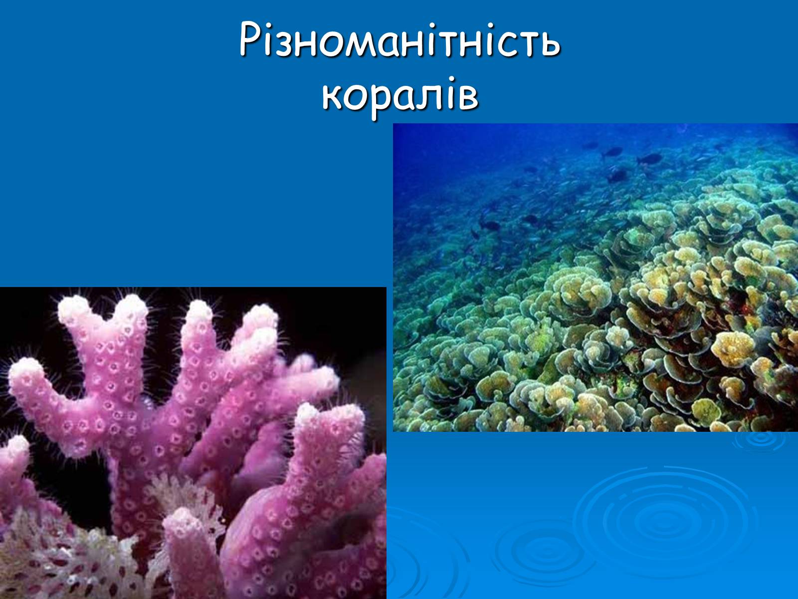 Презентація на тему «Коралові поліпи» - Слайд #8 Презентація на тему «Коралові поліпи» - Слайд #8