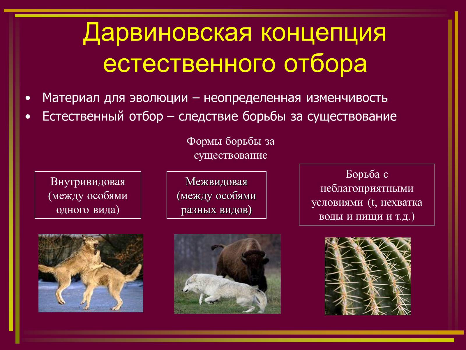 Презентація на тему «Дарвинизм» - Слайд #12 Презентація на тему «Дарвинизм» - Слайд #12