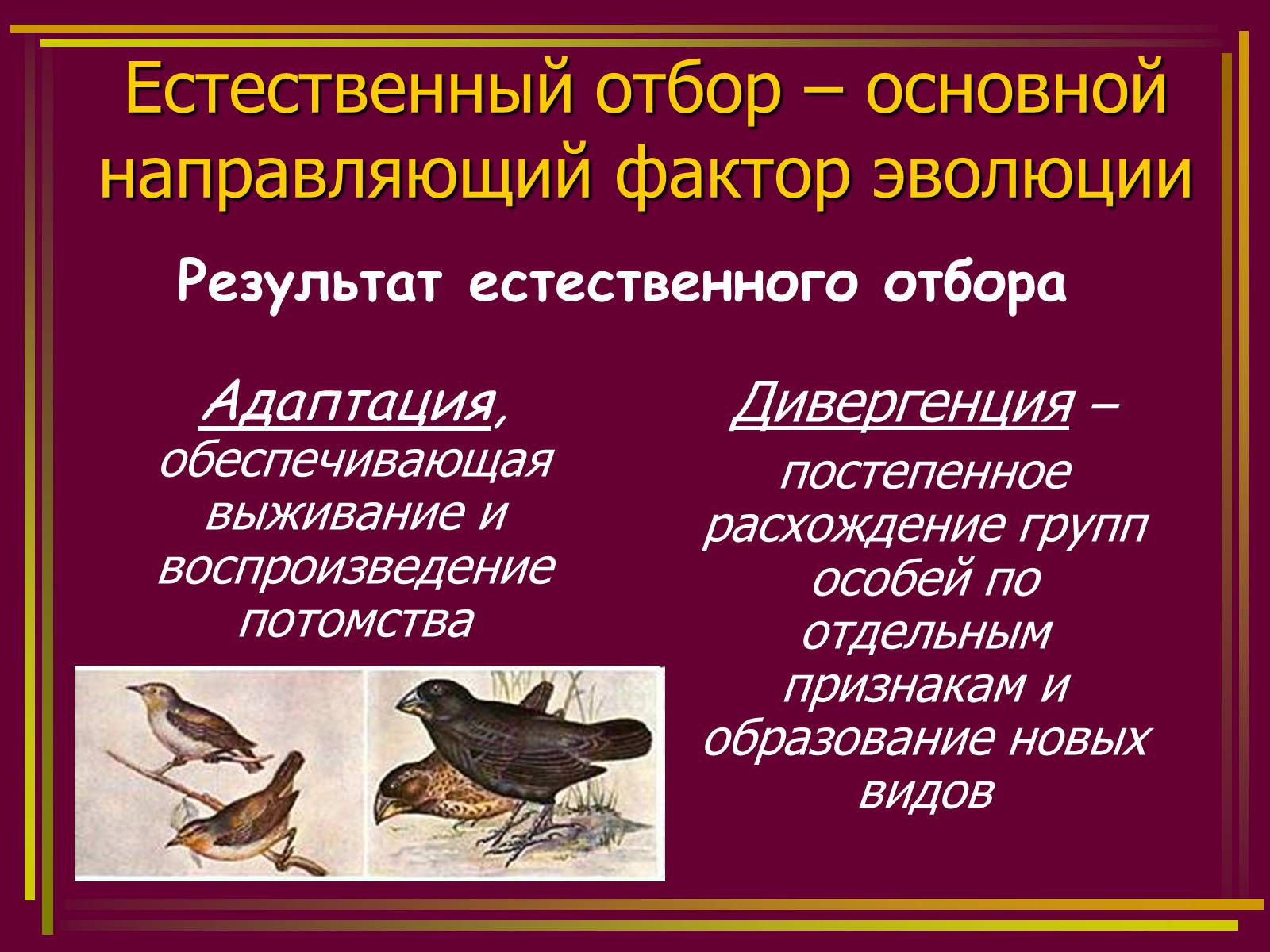 Презентація на тему «Дарвинизм» - Слайд #14 Презентація на тему «Дарвинизм» - Слайд #14