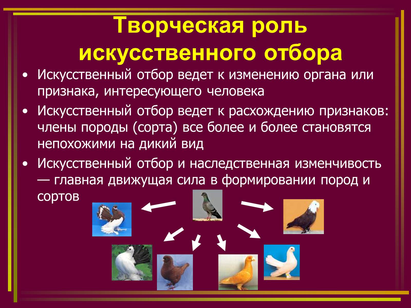 Презентація на тему «Дарвинизм» - Слайд #7 Презентація на тему «Дарвинизм» - Слайд #7