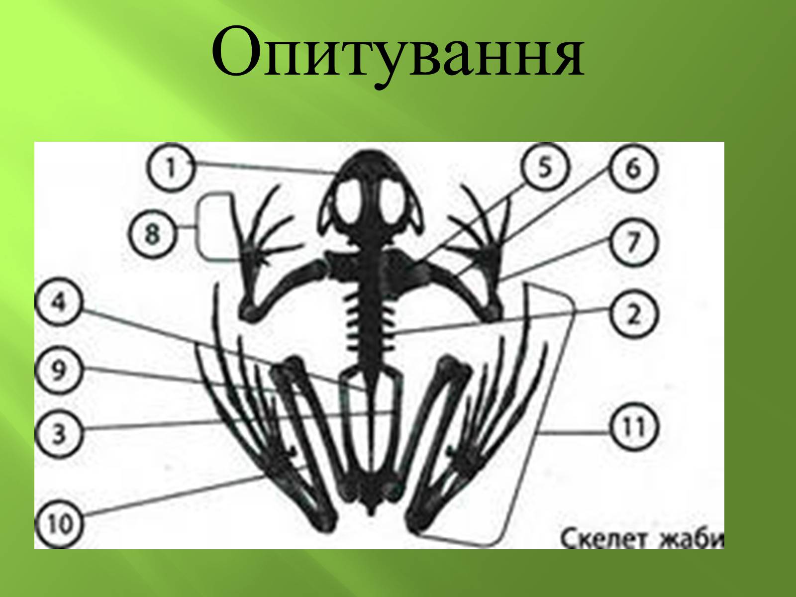 Презентація на тему «Безхвості жаби» - Слайд #10 Презентація на тему «Безхвості жаби» - Слайд #10