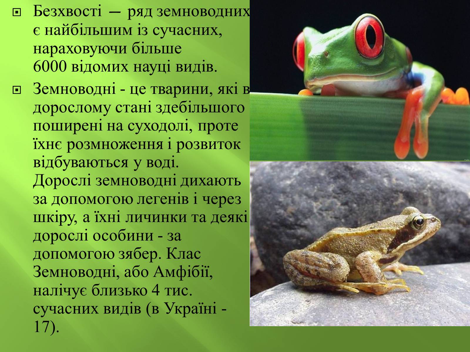 Презентація на тему «Безхвості жаби» - Слайд #2 Презентація на тему «Безхвості жаби» - Слайд #2