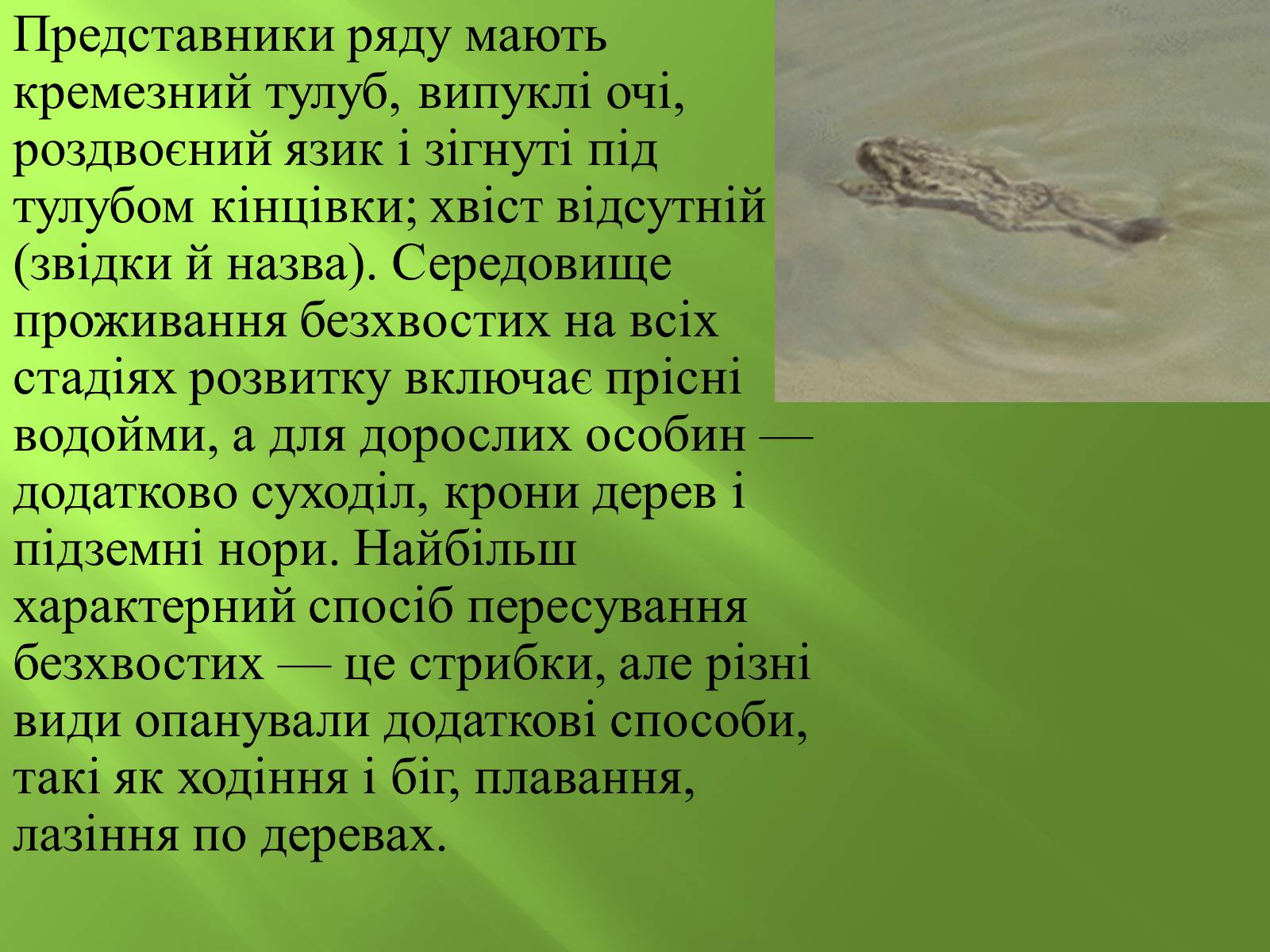 Презентація на тему «Безхвості жаби» - Слайд #3 Презентація на тему «Безхвості жаби» - Слайд #3