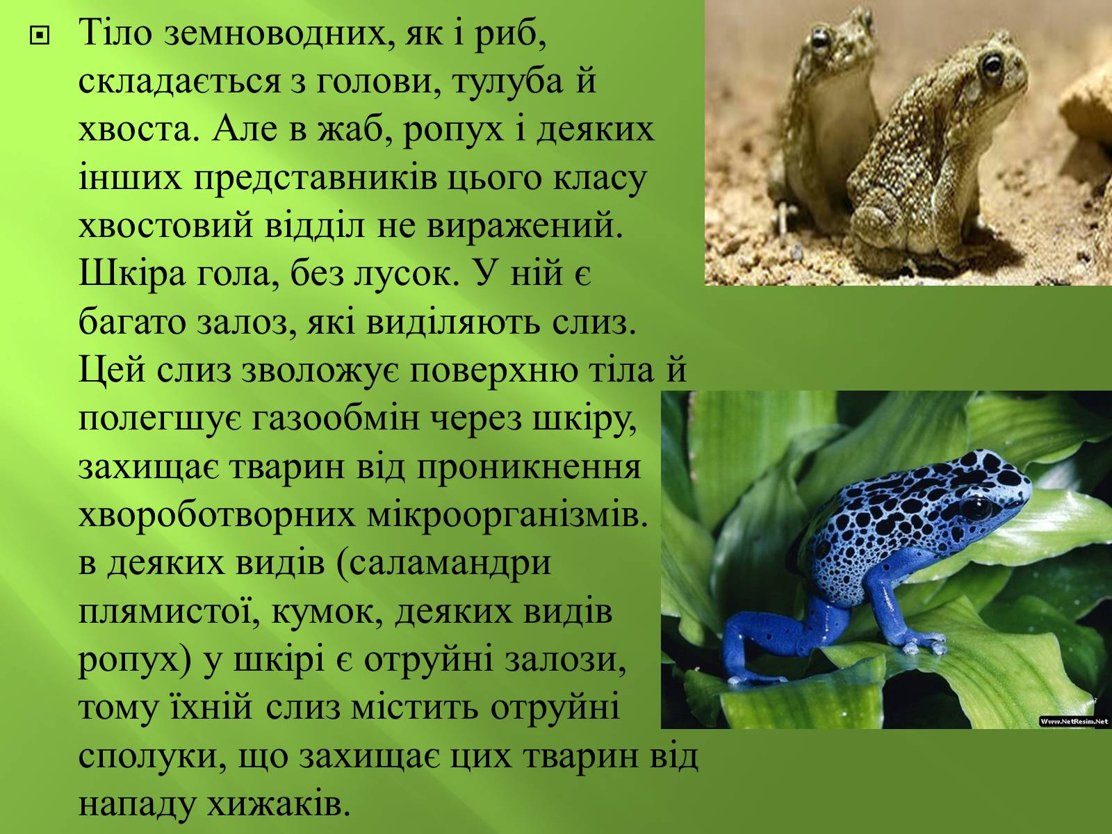 Презентація на тему «Безхвості жаби» - Слайд #4 Презентація на тему «Безхвості жаби» - Слайд #4