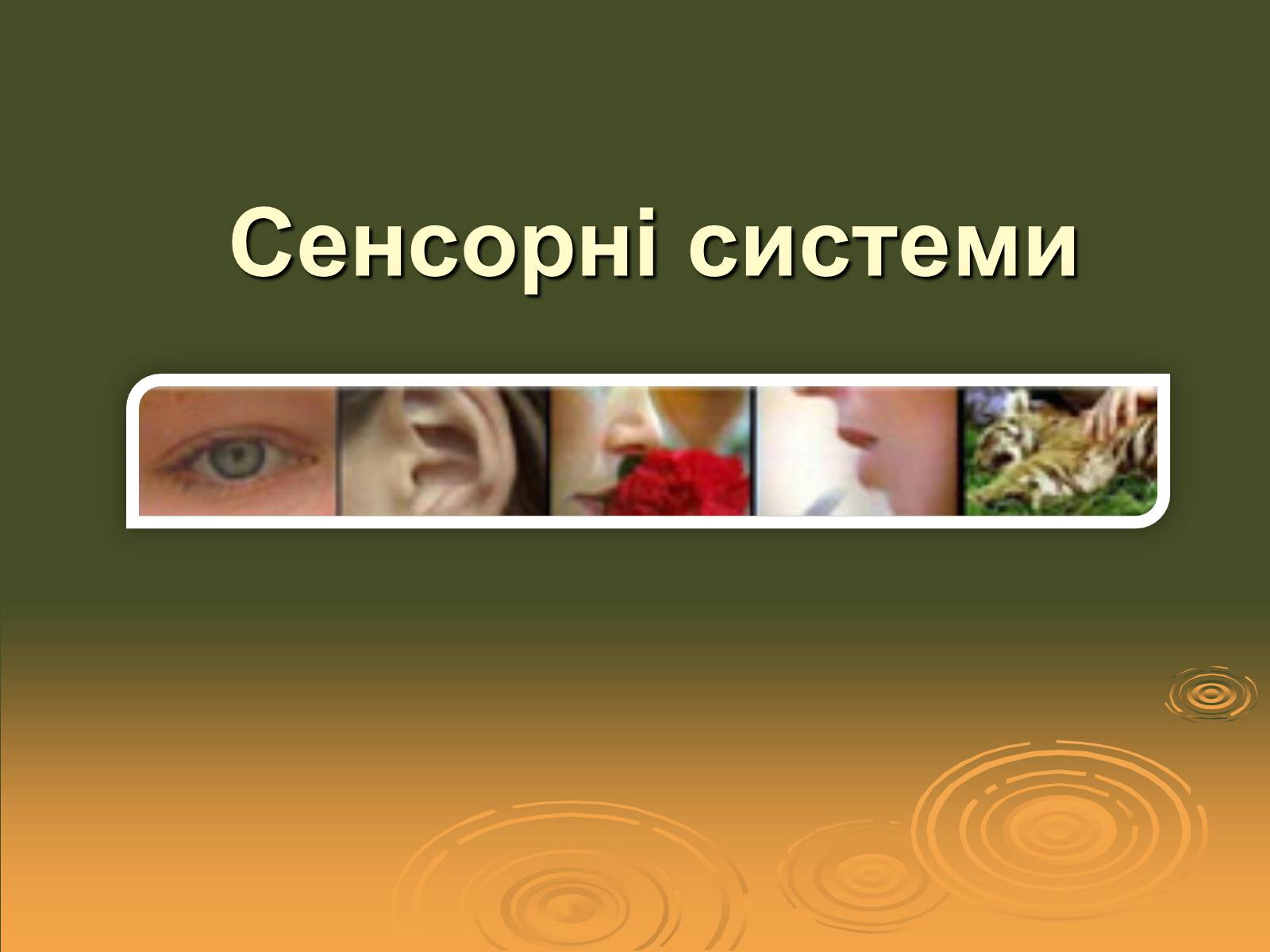 Презентація на тему «Сенсорні системи» - Слайд #1 Презентація на тему «Сенсорні системи» - Слайд #1